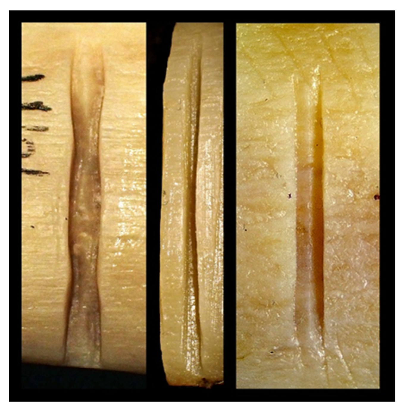 Forensicsci 05 00057 g002 Forensicsci 05 00057 g002