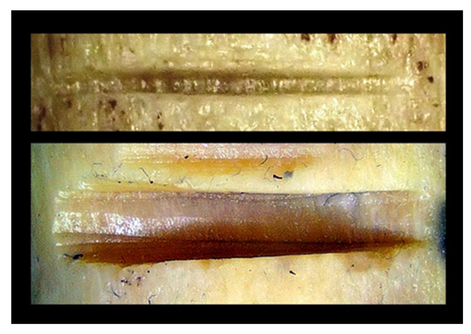 Forensicsci 05 00057 g004 Forensicsci 05 00057 g004