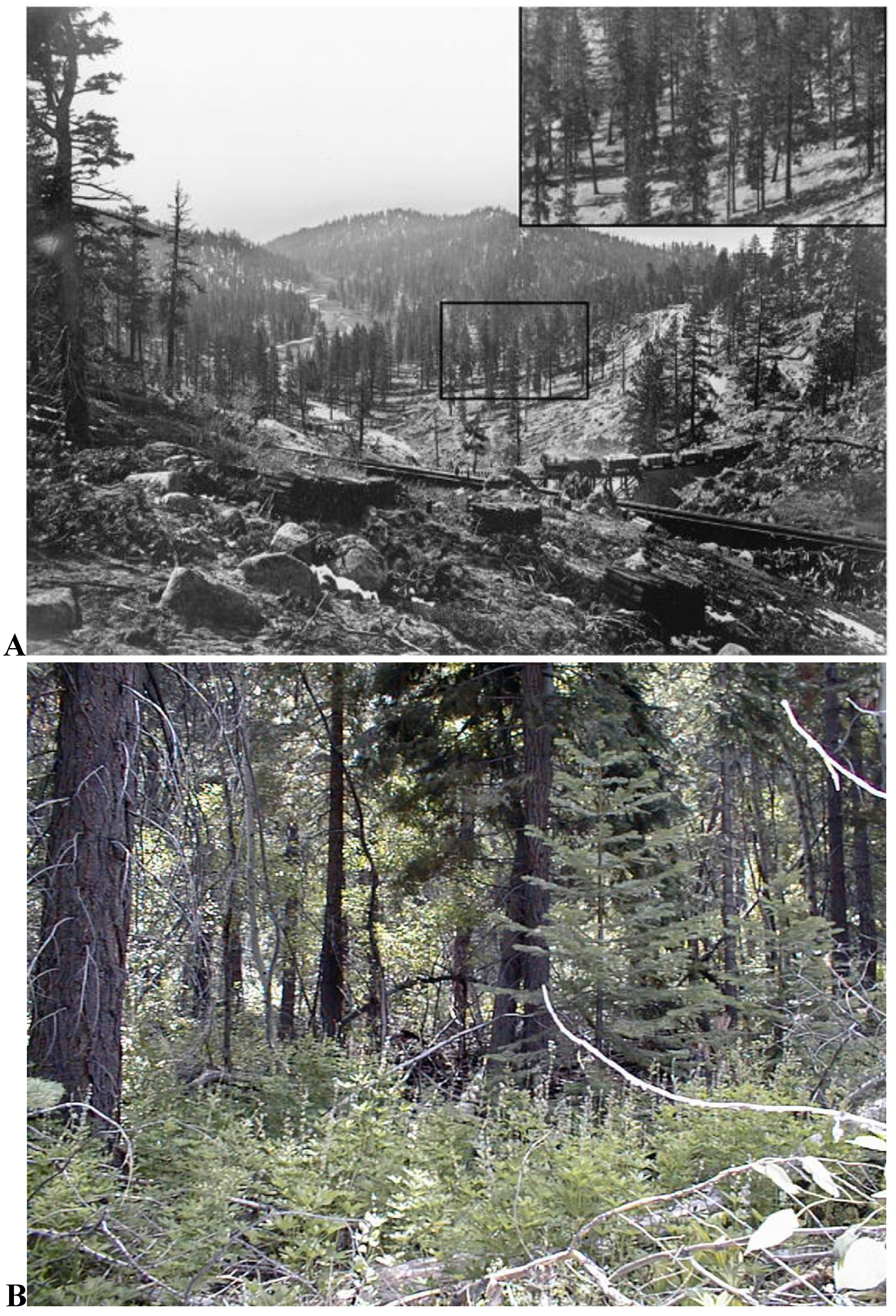 Forests 01 00131 g001