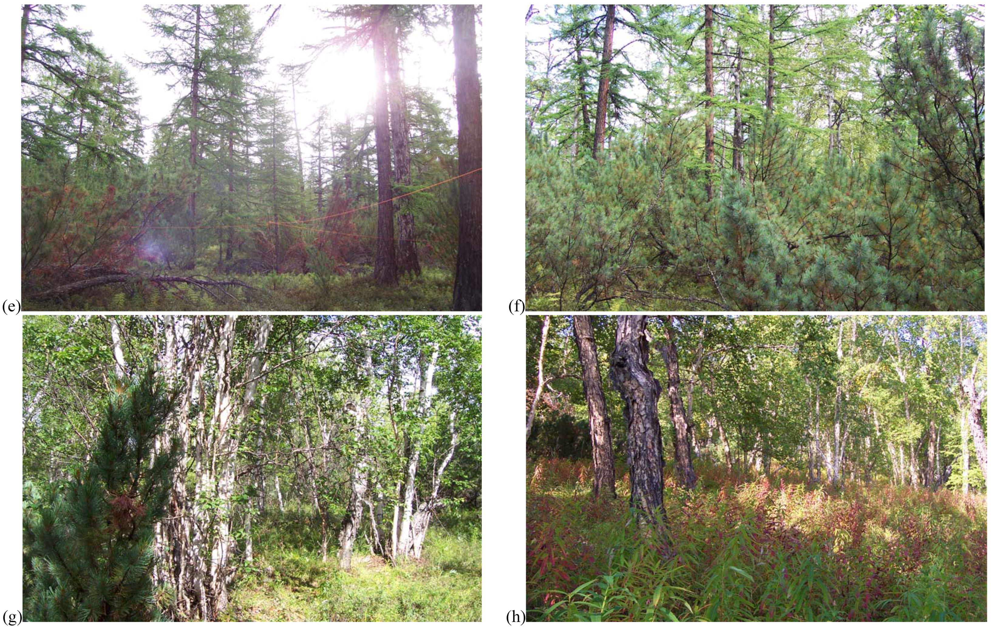 Forests 01 00154 g002b