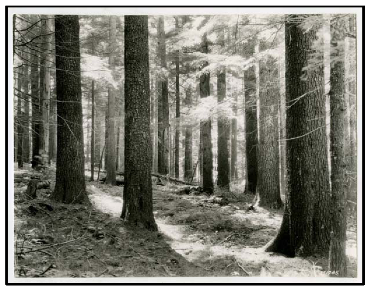 Forests 02 00832f2 1024