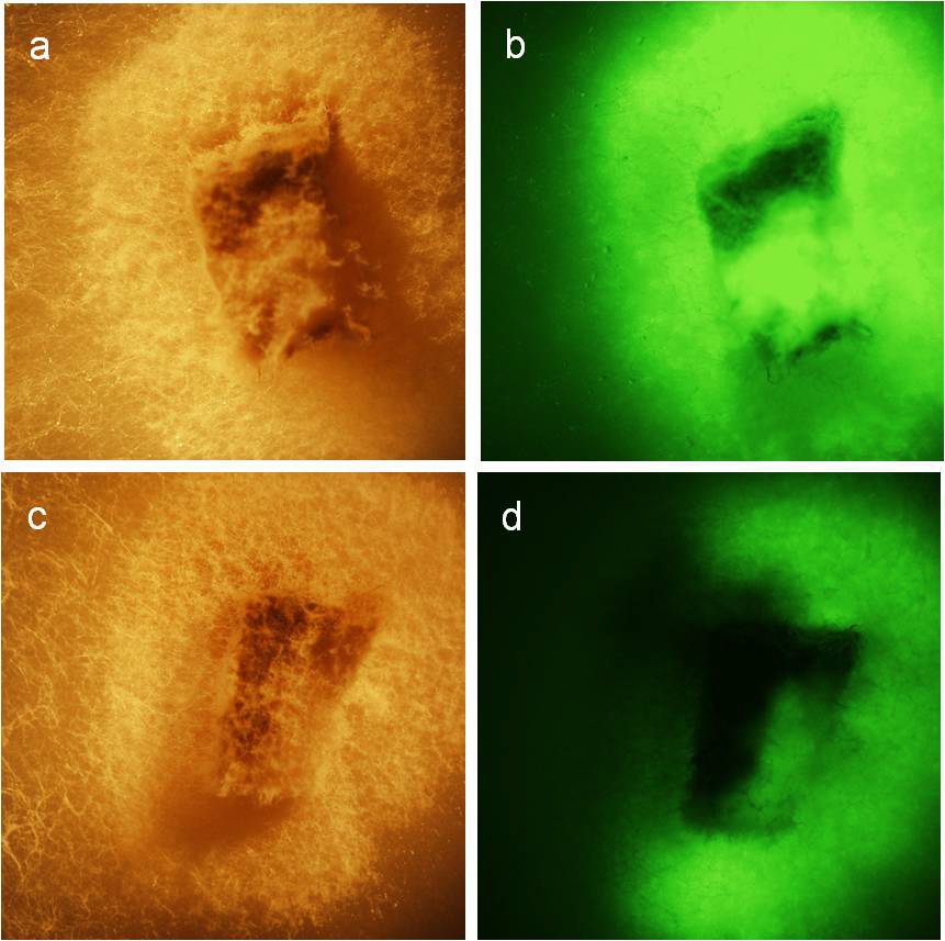 Forests 03 00083 g002