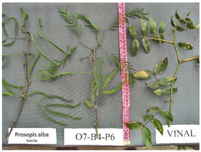 Forests 03 00095 g003 1024