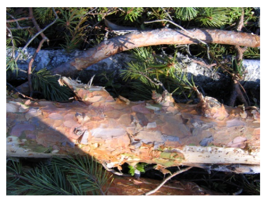 Forests 03 00864 g004 1024