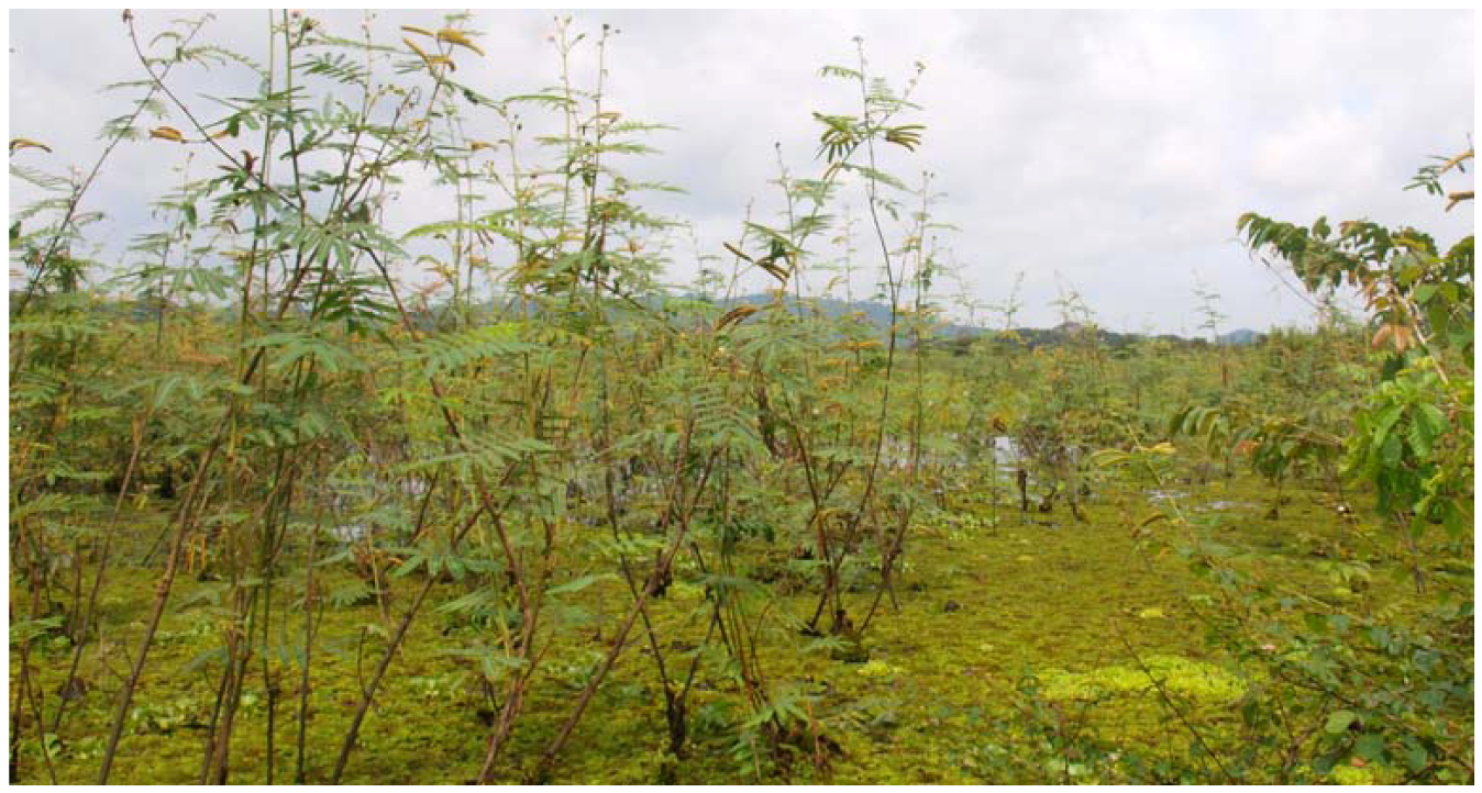 Forests | Free Full-Text | Invasive Plant Species in the National Parks of  Vietnam