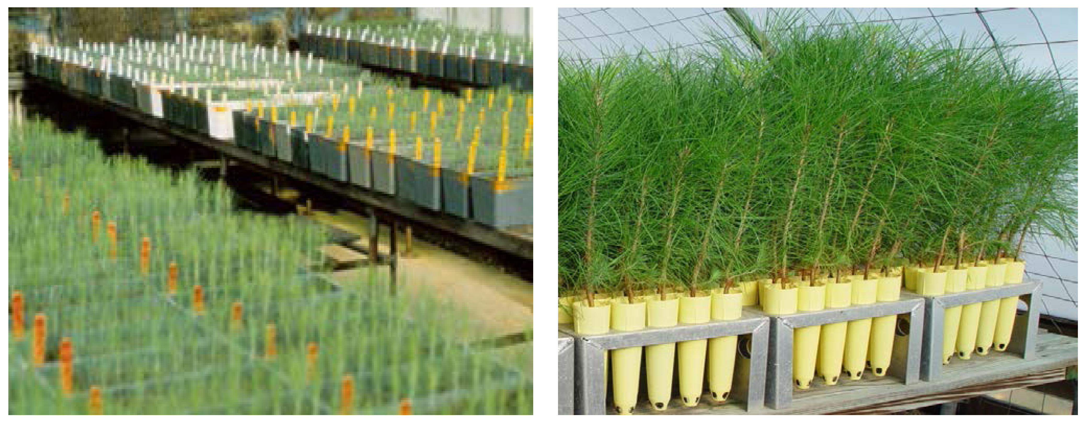 Forests 04 00666 g003 1024