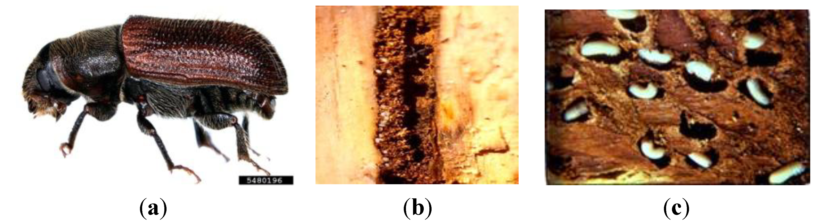 Forests 05 00021 g002 1024