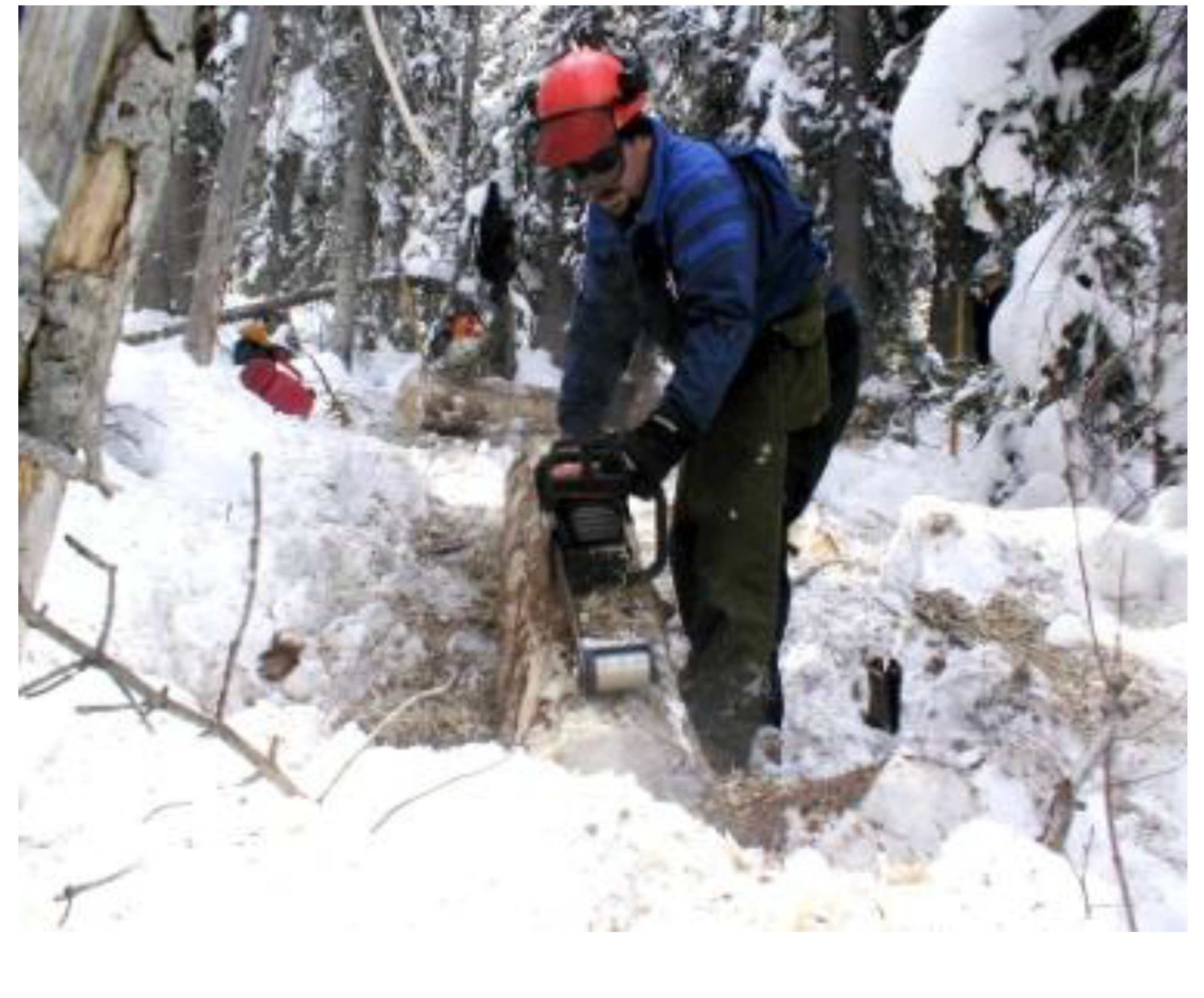 Forests 05 00021 g006 1024