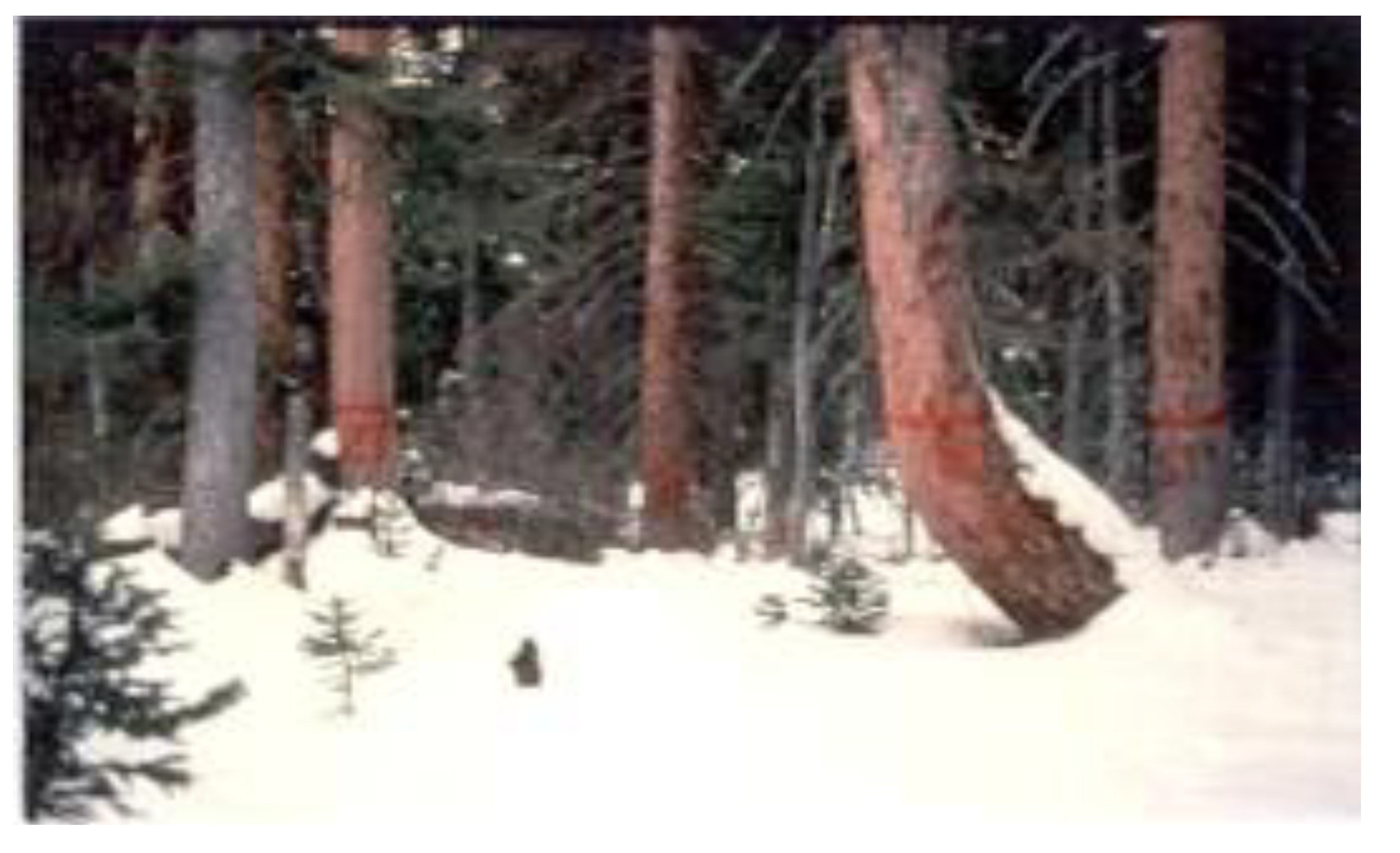 Forests 05 00021 g007 1024