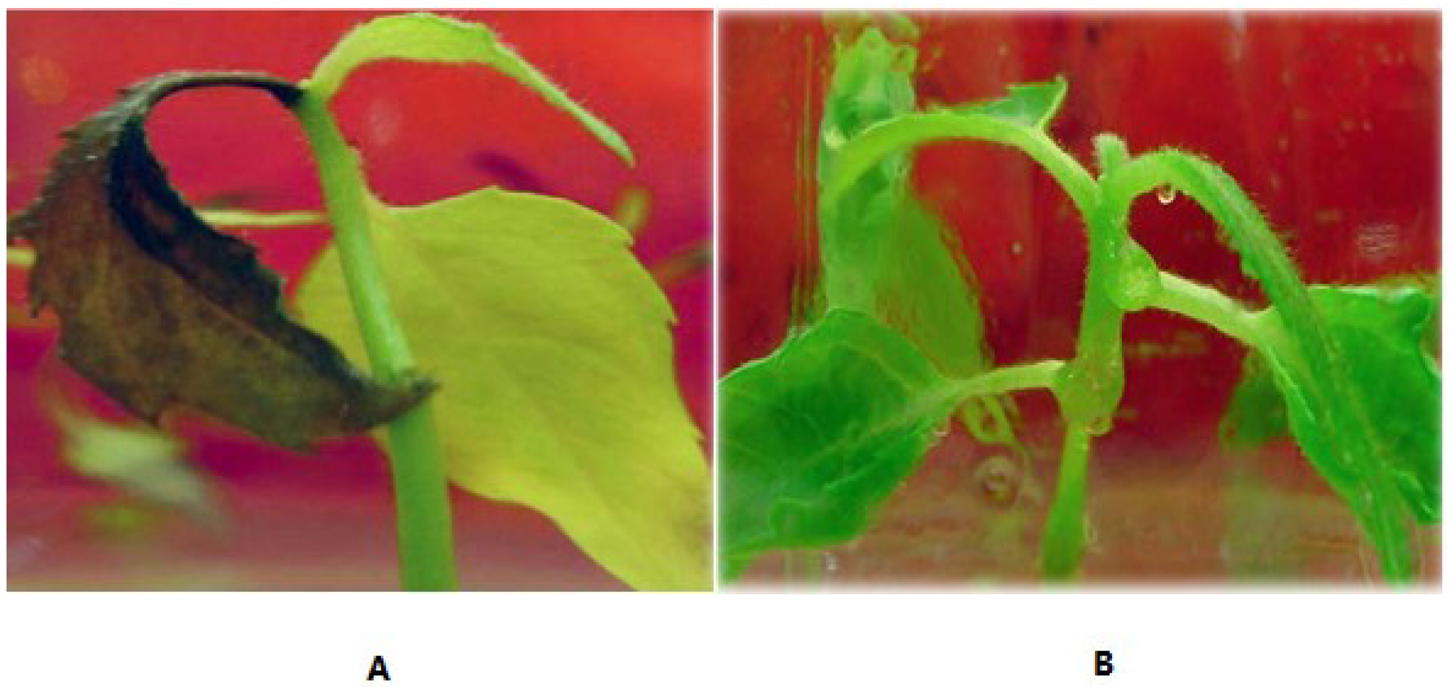 Forests 05 01106 g005