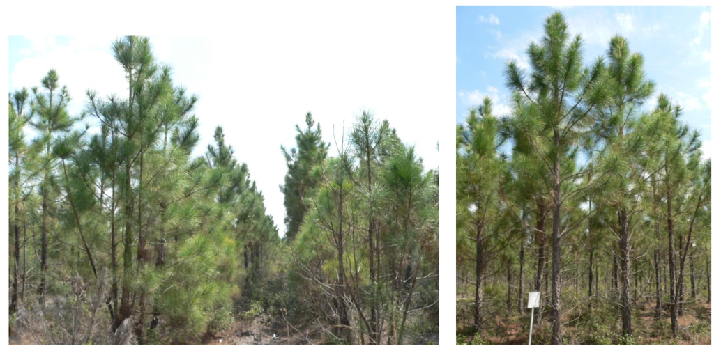 Forests | Free Full-Text | Genetic Resistance to Fusiform Rust in ...