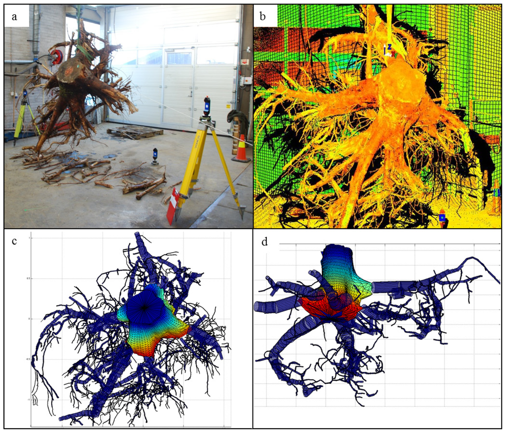 Forests Free FullText Tree Root System Characterization and Volume