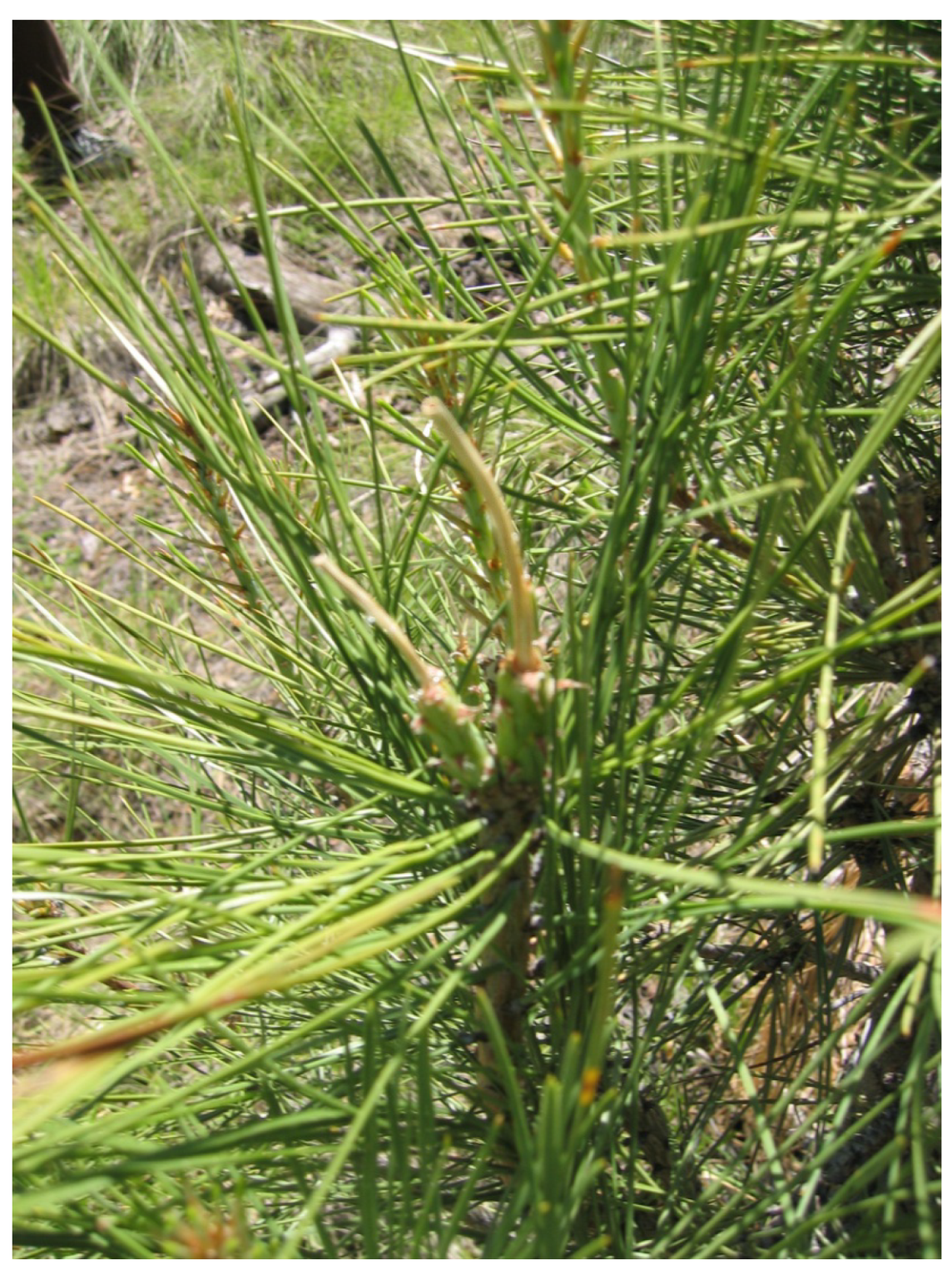 Forests 06 00613 g006 1024