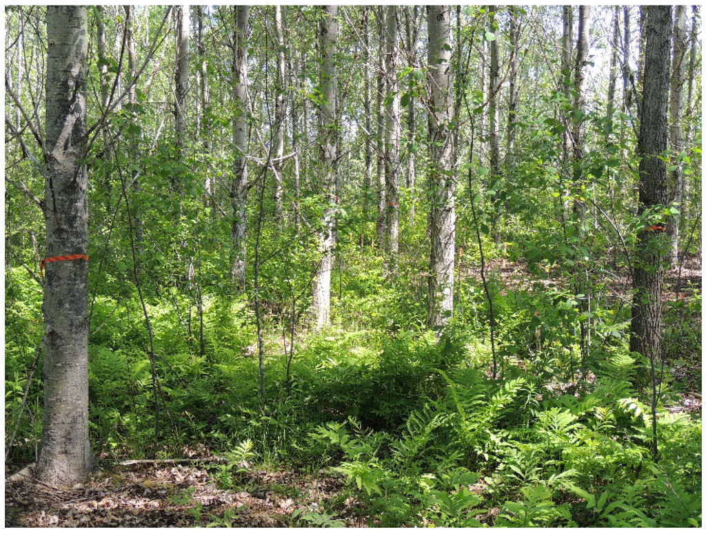 Image of Glossy buckthorn in the forest