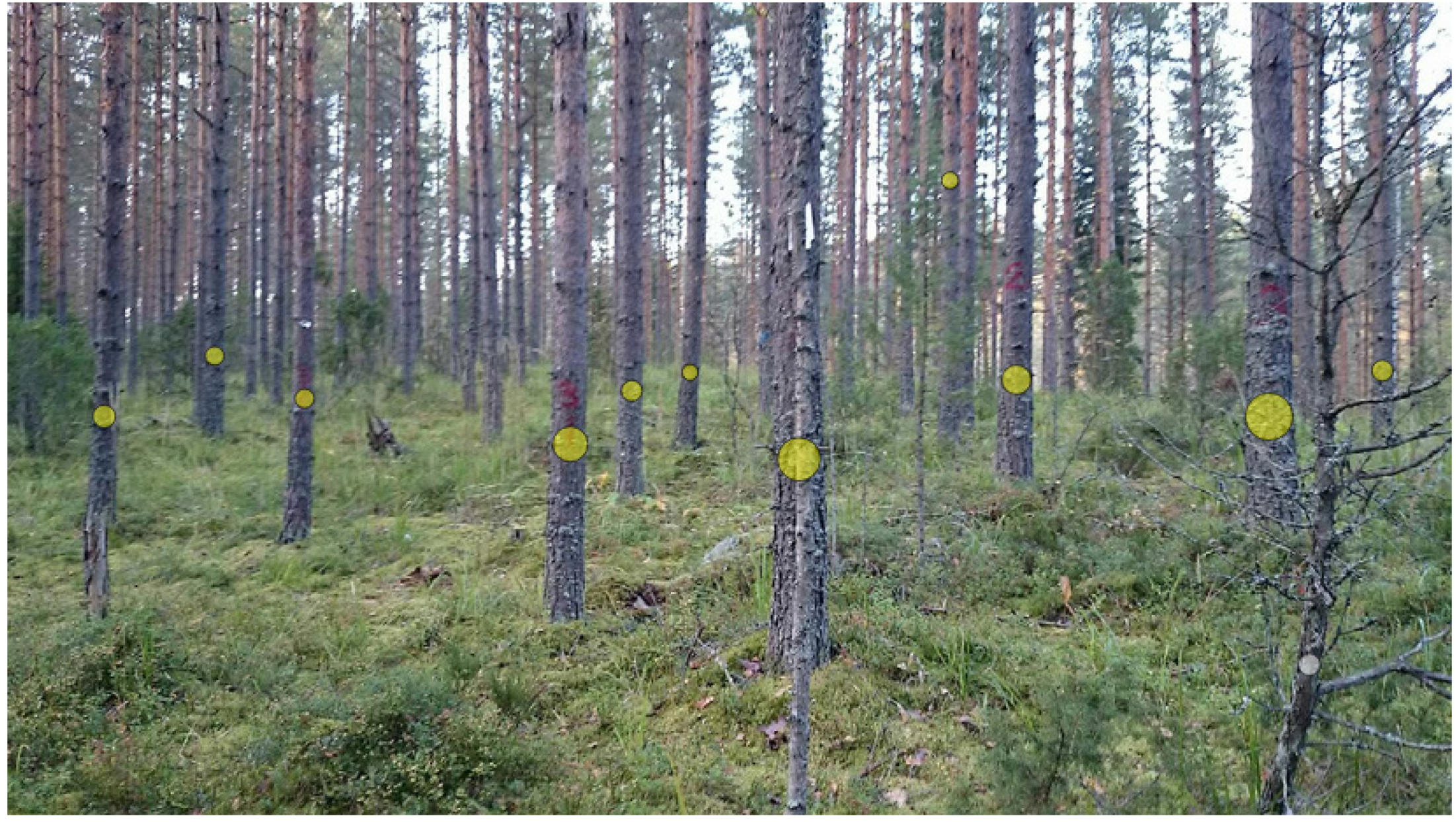 Изм лес. Измерение леса. Фотоскан измерение леса. Измерения леса Jass. Навигатор в лесу для измерения площади.