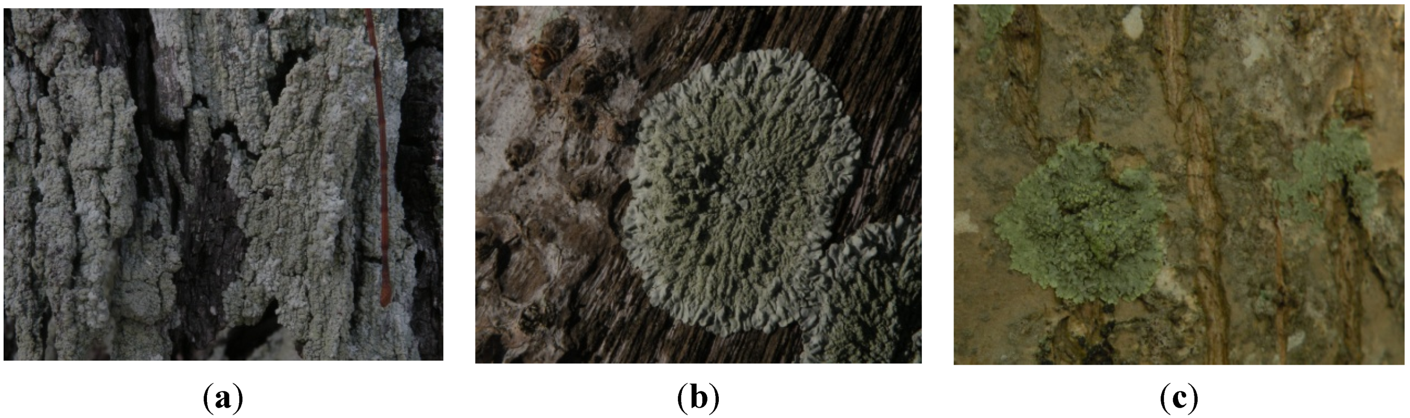 Forests 06 01557 g003