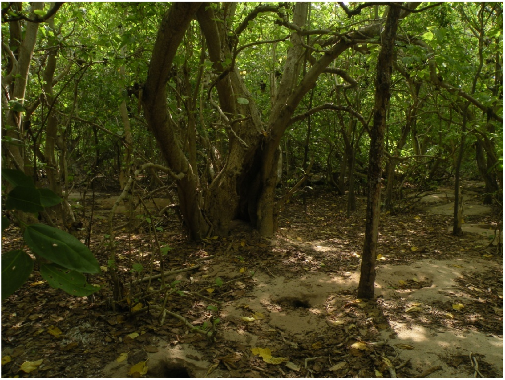 Forests 06 01557 g004