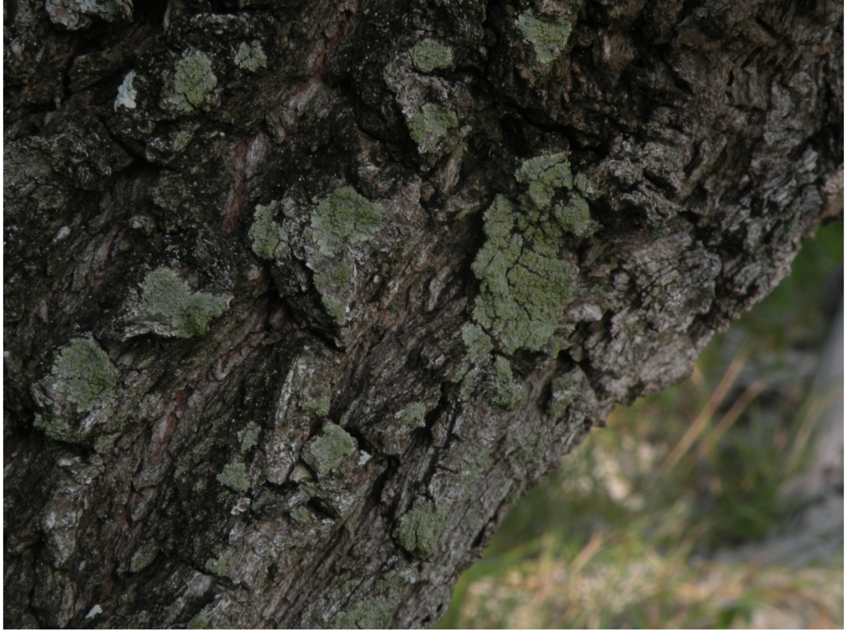 Forests 06 01557 g005