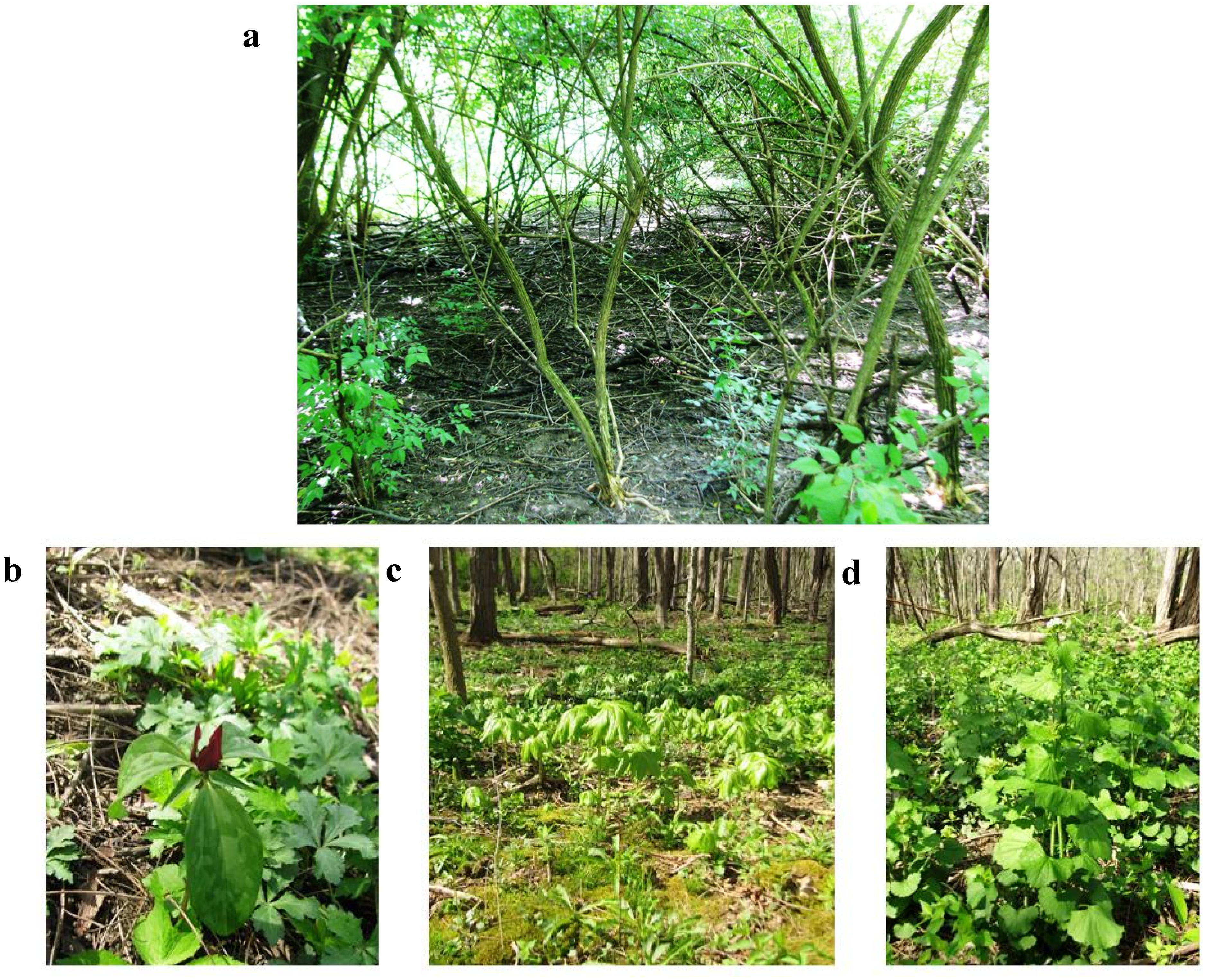 Forests 06 01878 g006