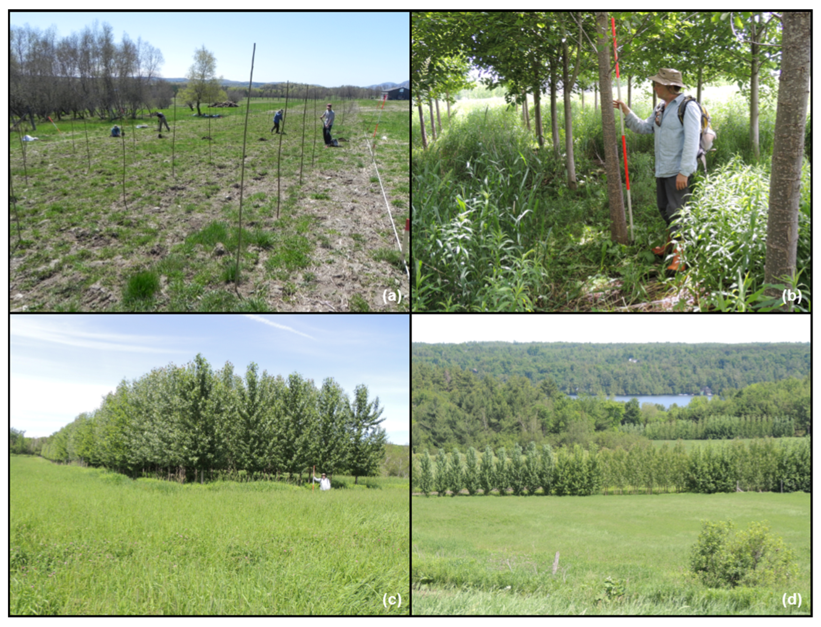 Forests 06 03614 g007 1024