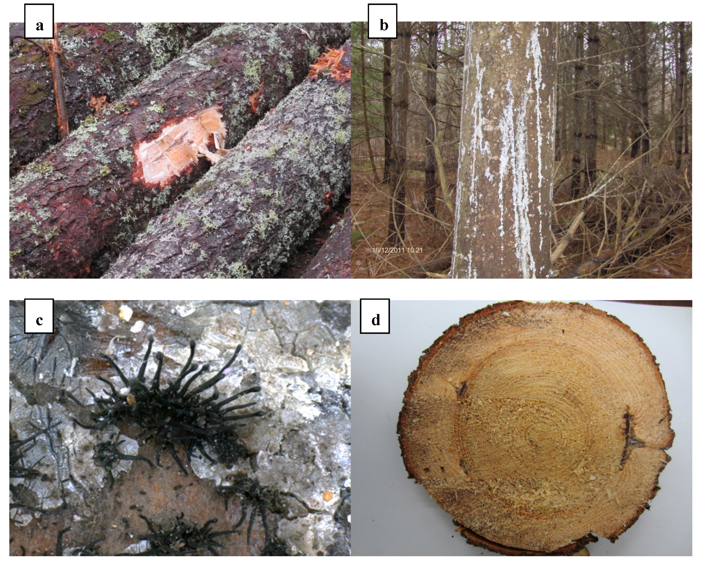 Forests 06 04360 g001 1024