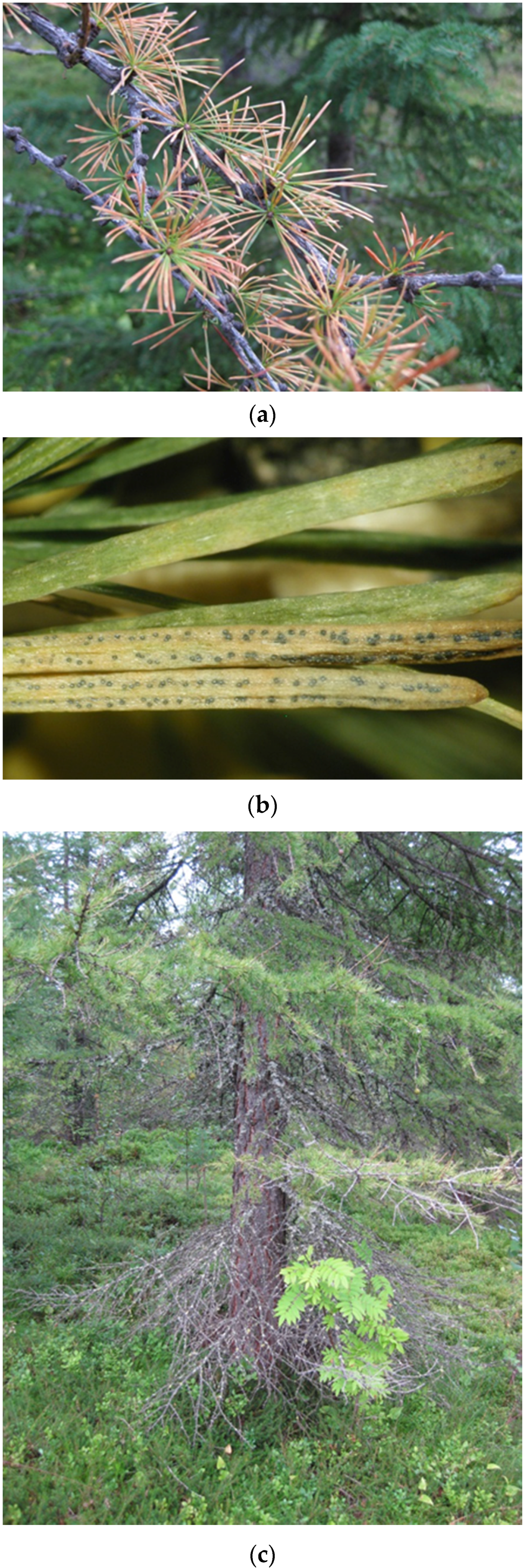 Forests 07 00025 g003 1024