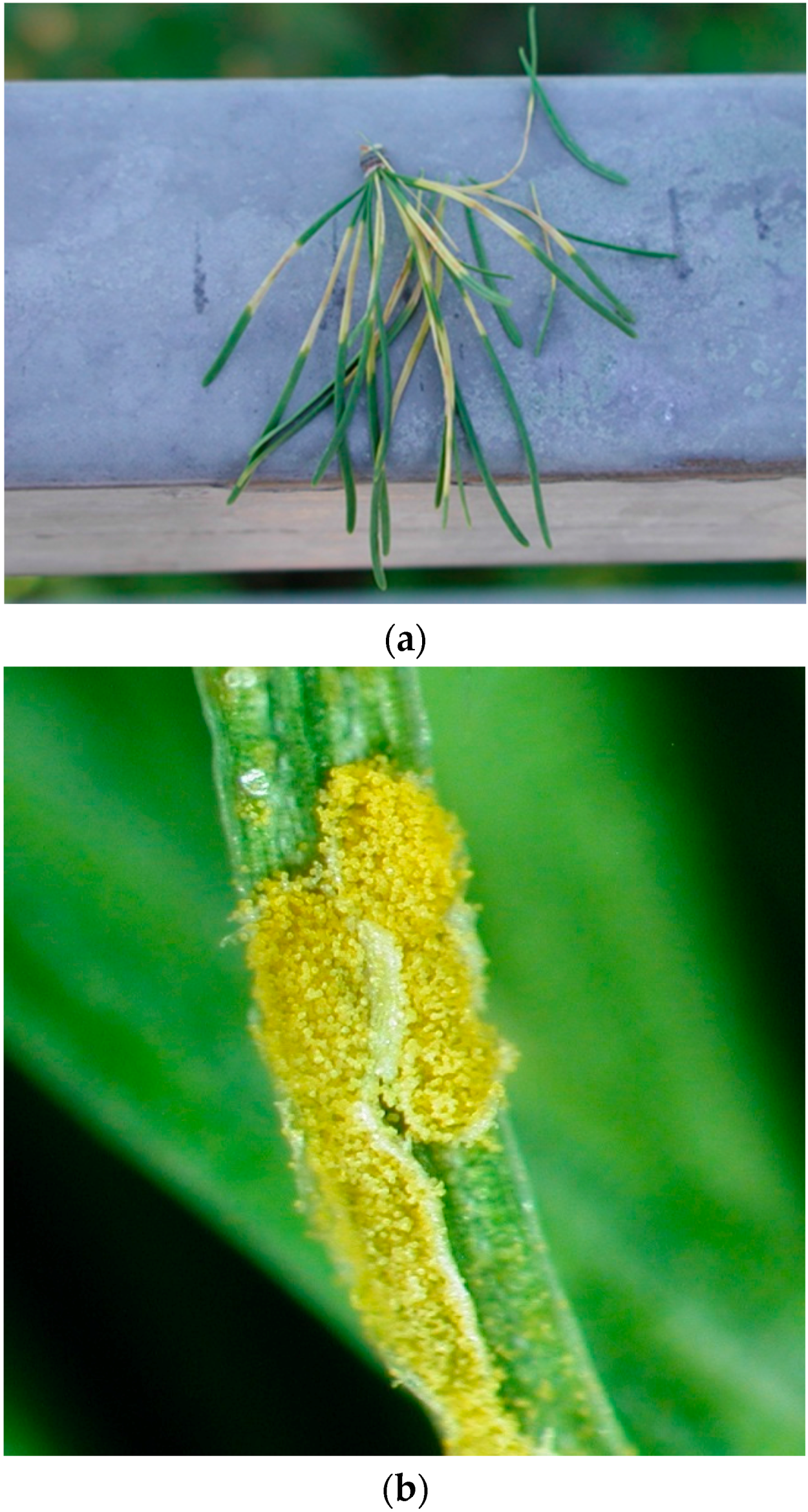 Forests 07 00025 g005 1024