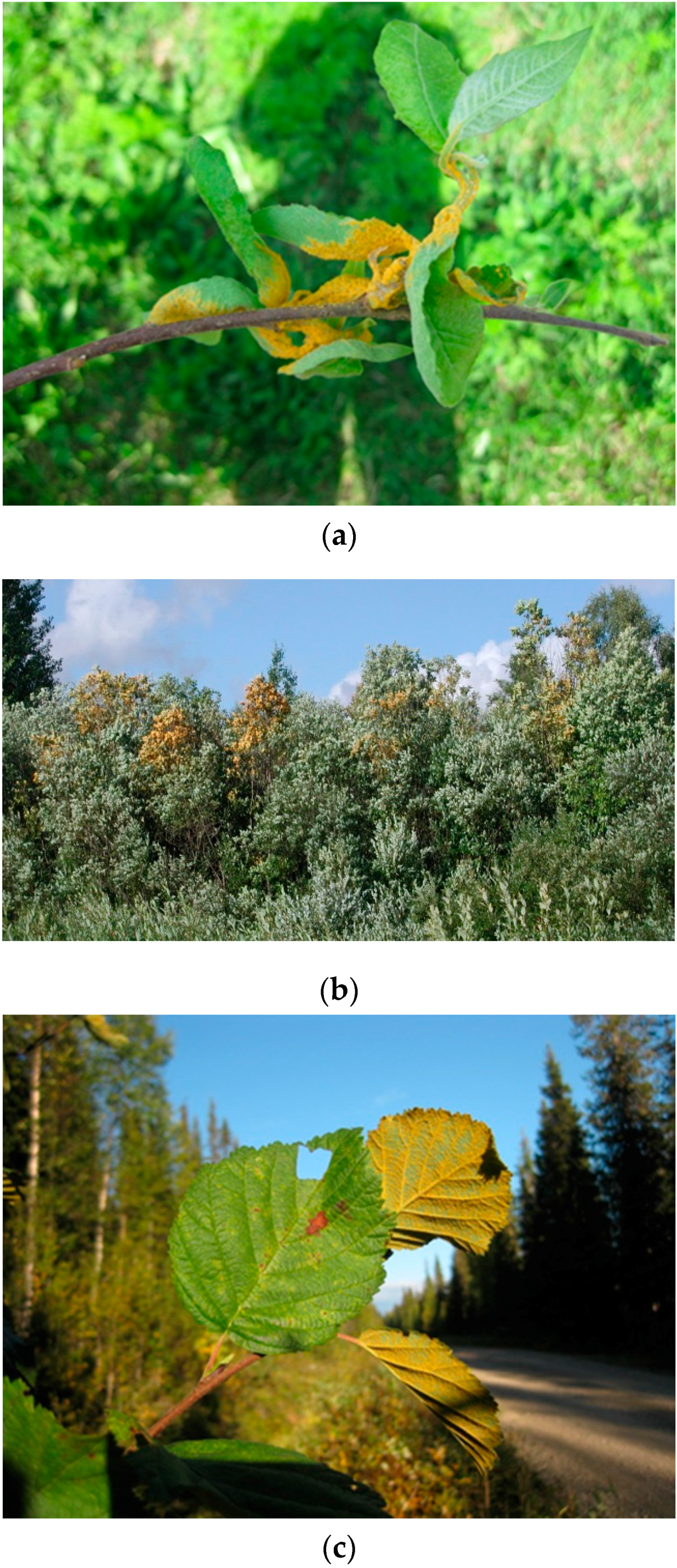 Forests 07 00025 g006 1024