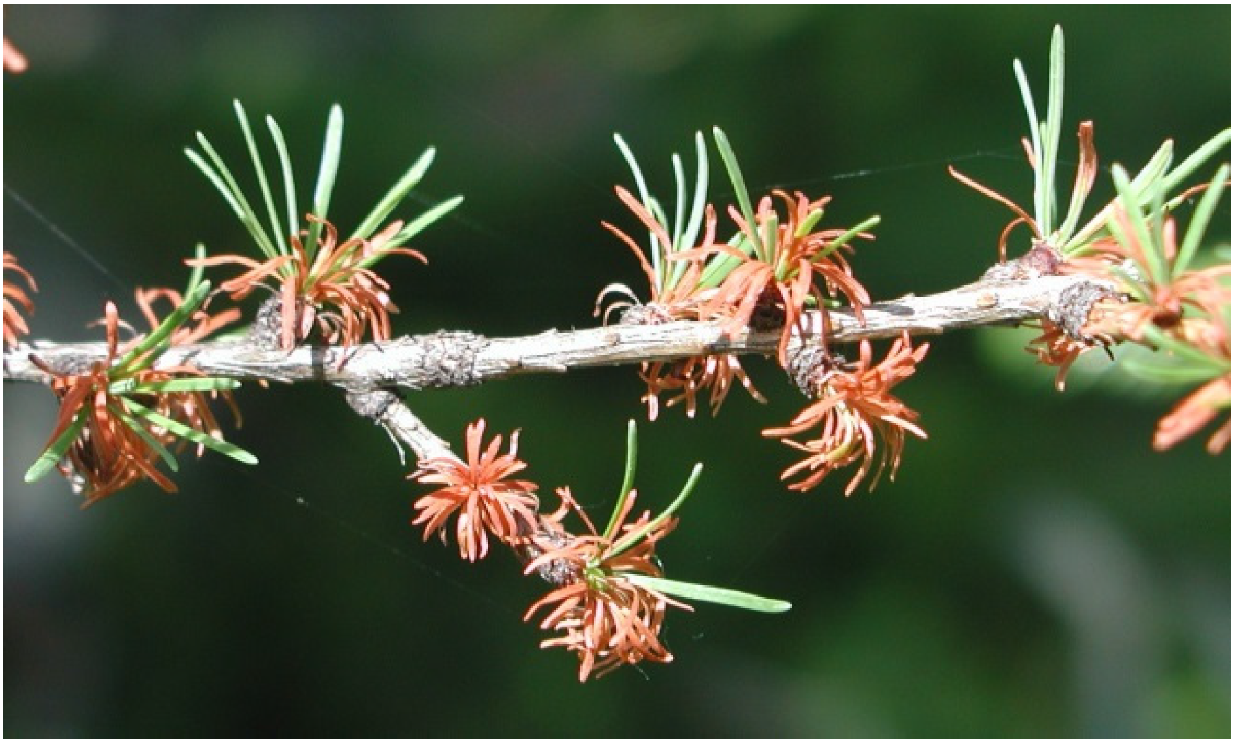 Forests 07 00025 g007 1024