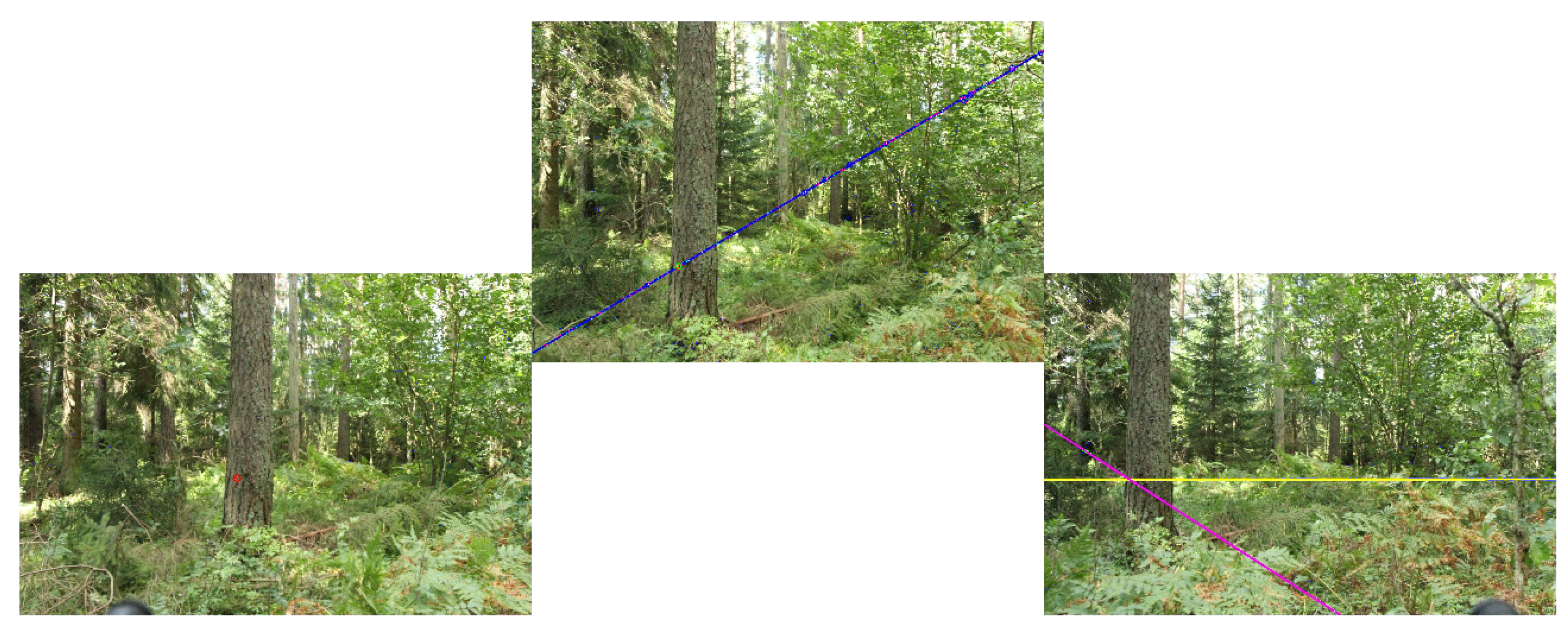 Forests 07 00061 g005