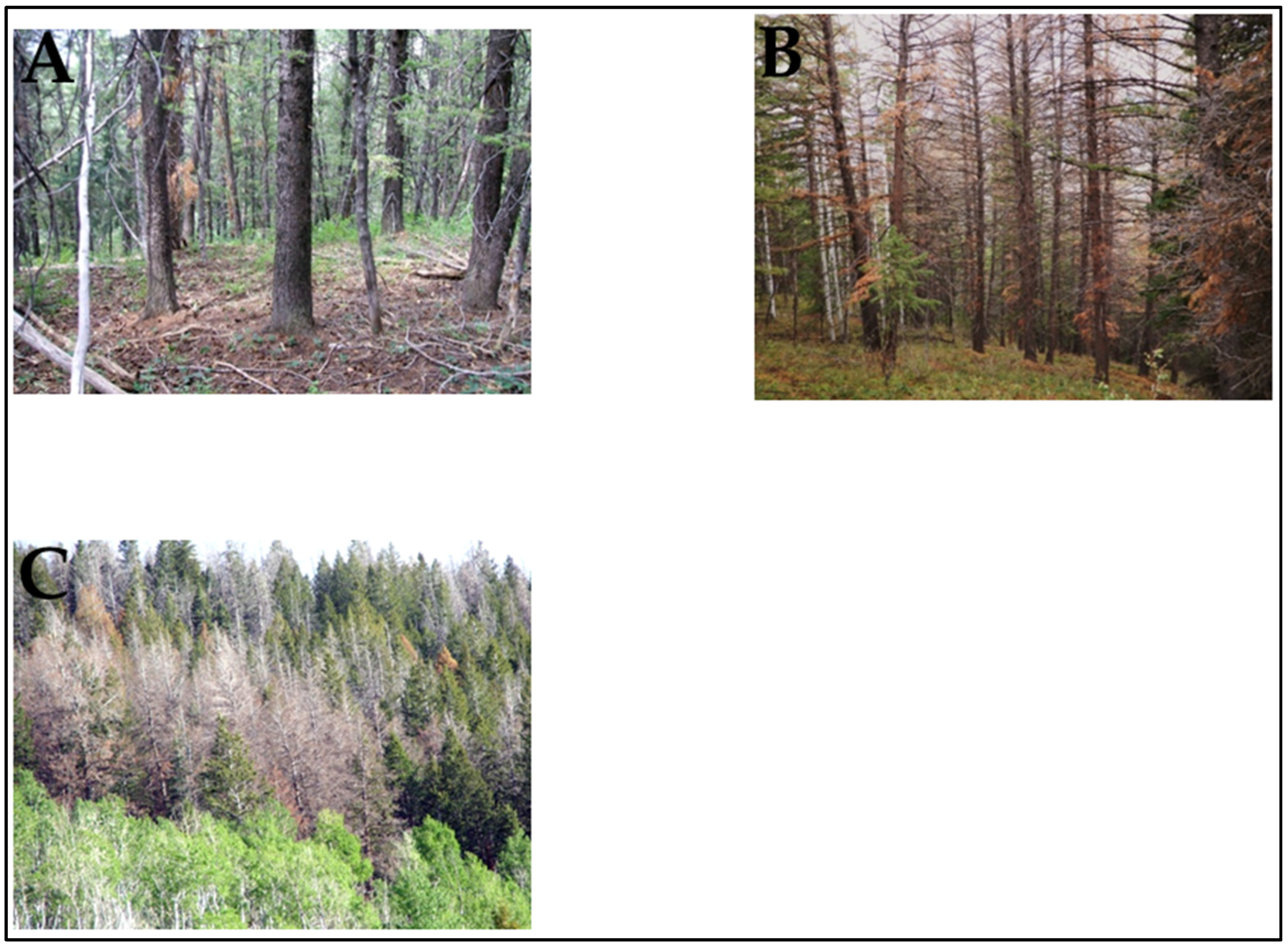 Forests 07 00080 g005