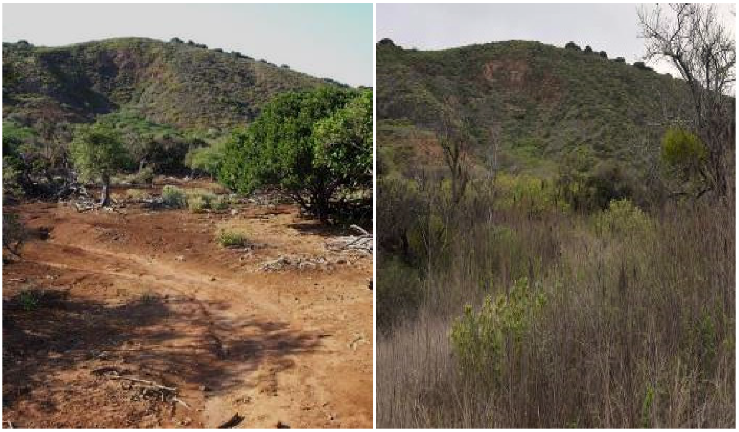 Forests 07 00091 g004 1024