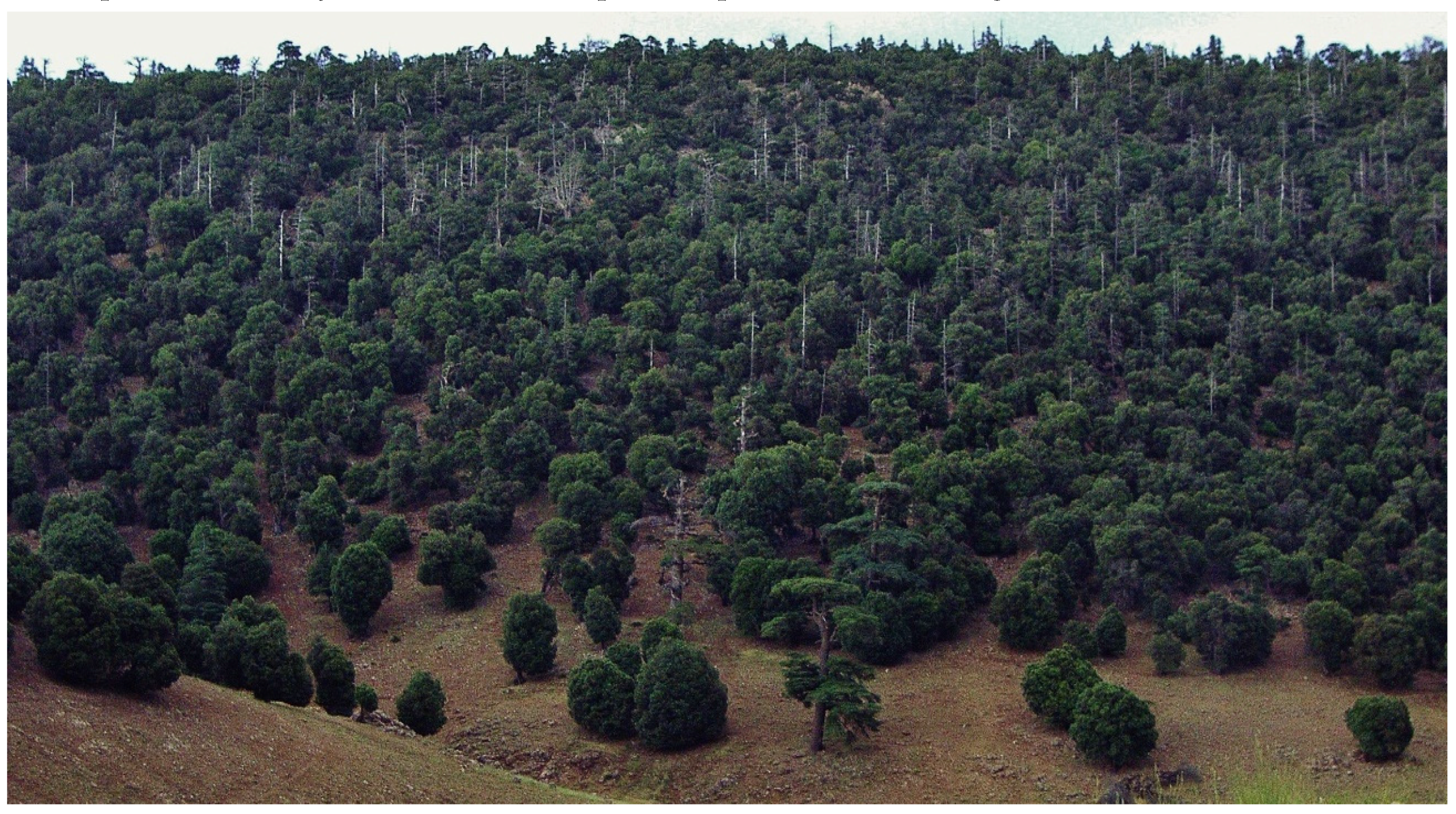 Forests 07 00172 g002 1024