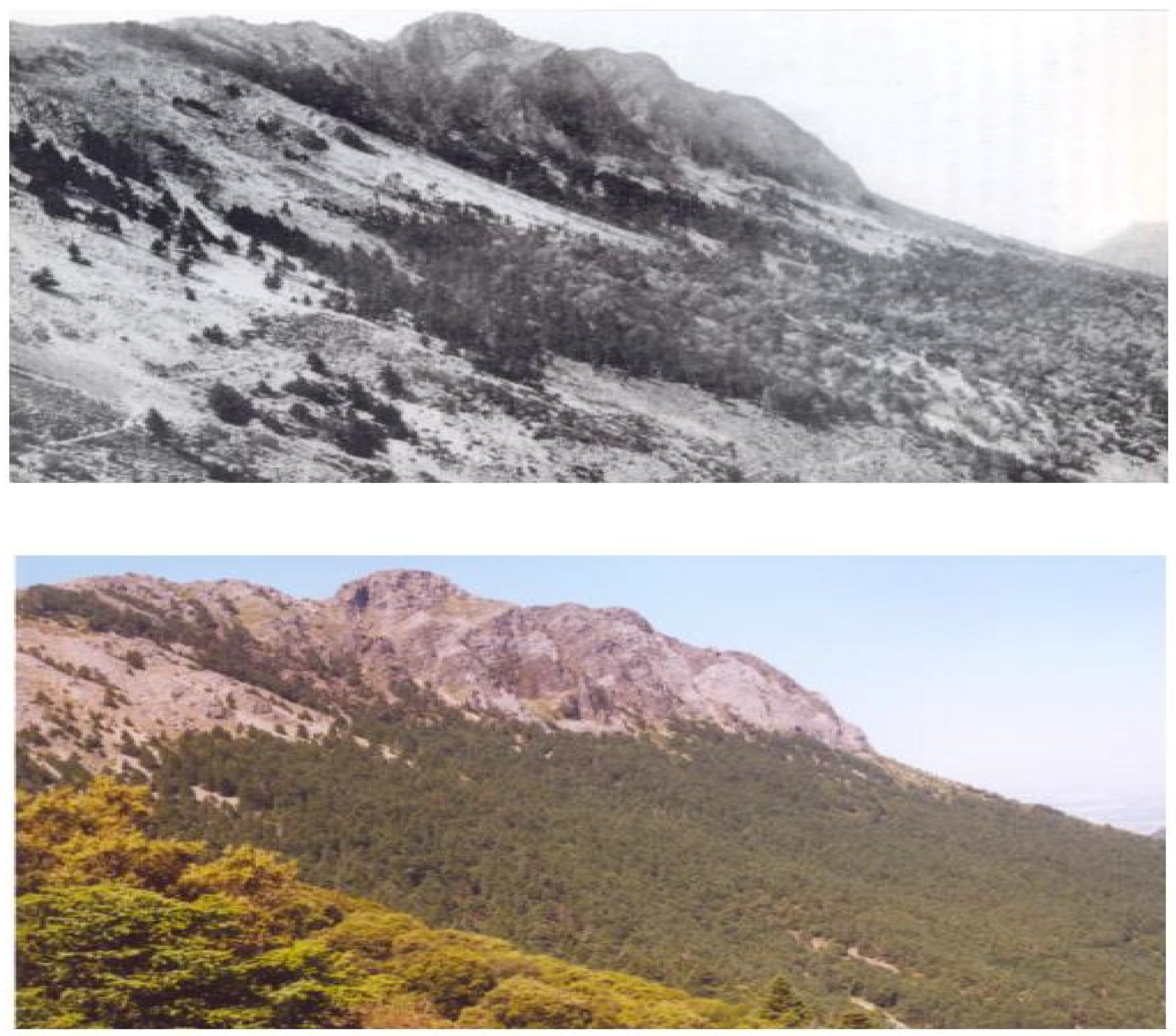 Forests 07 00172 g003 1024