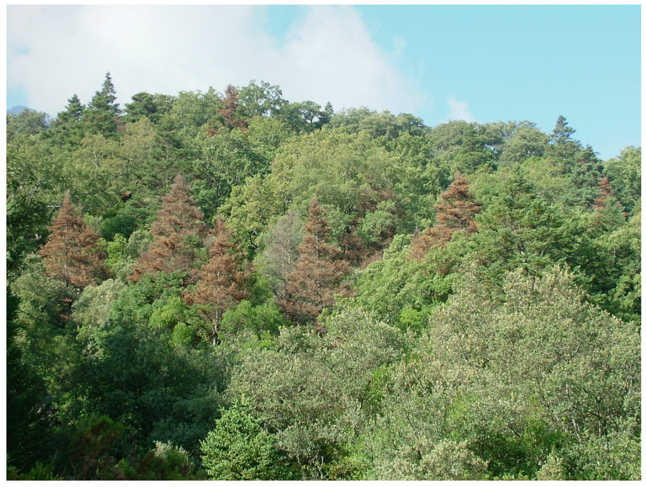 Forests 07 00172 g004 1024