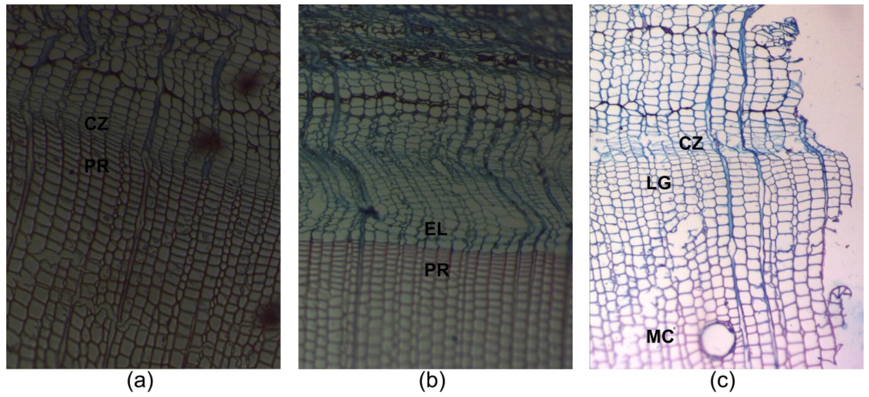 Forests 07 00210 g007 550