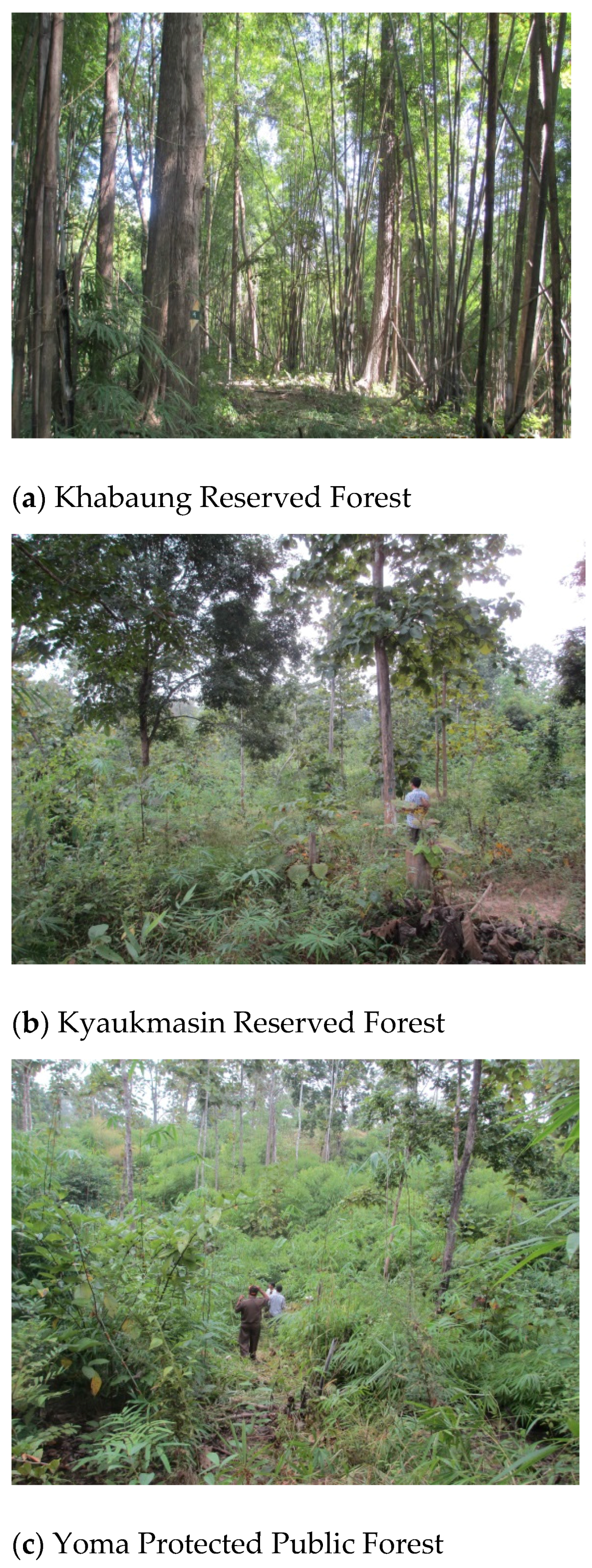 Forests 07 00217 g002