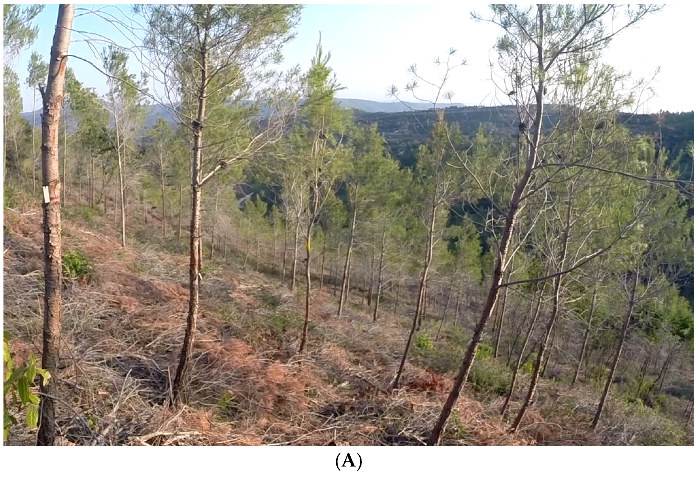 Forests 08 00055 g002a