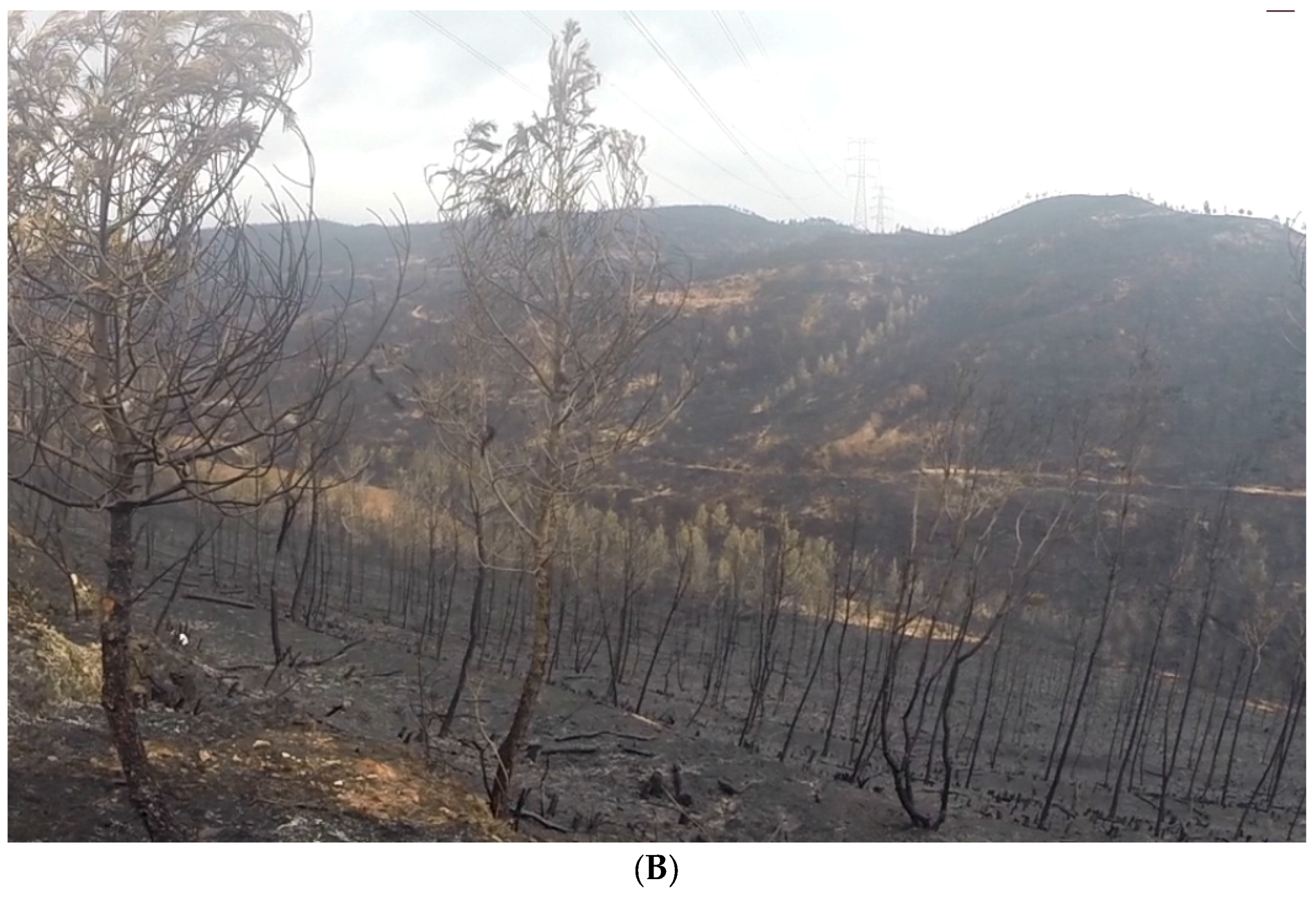 Forests 08 00055 g002b