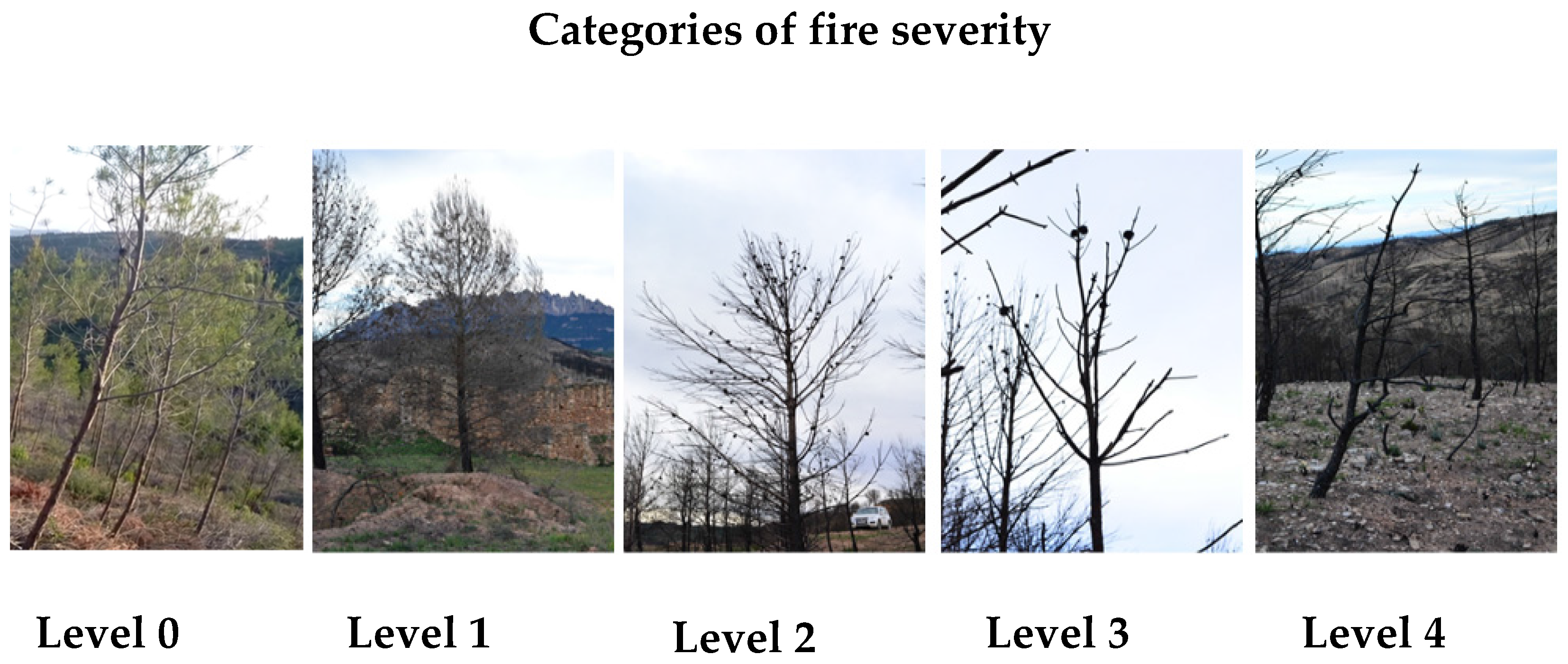 Forests 08 00055 g003