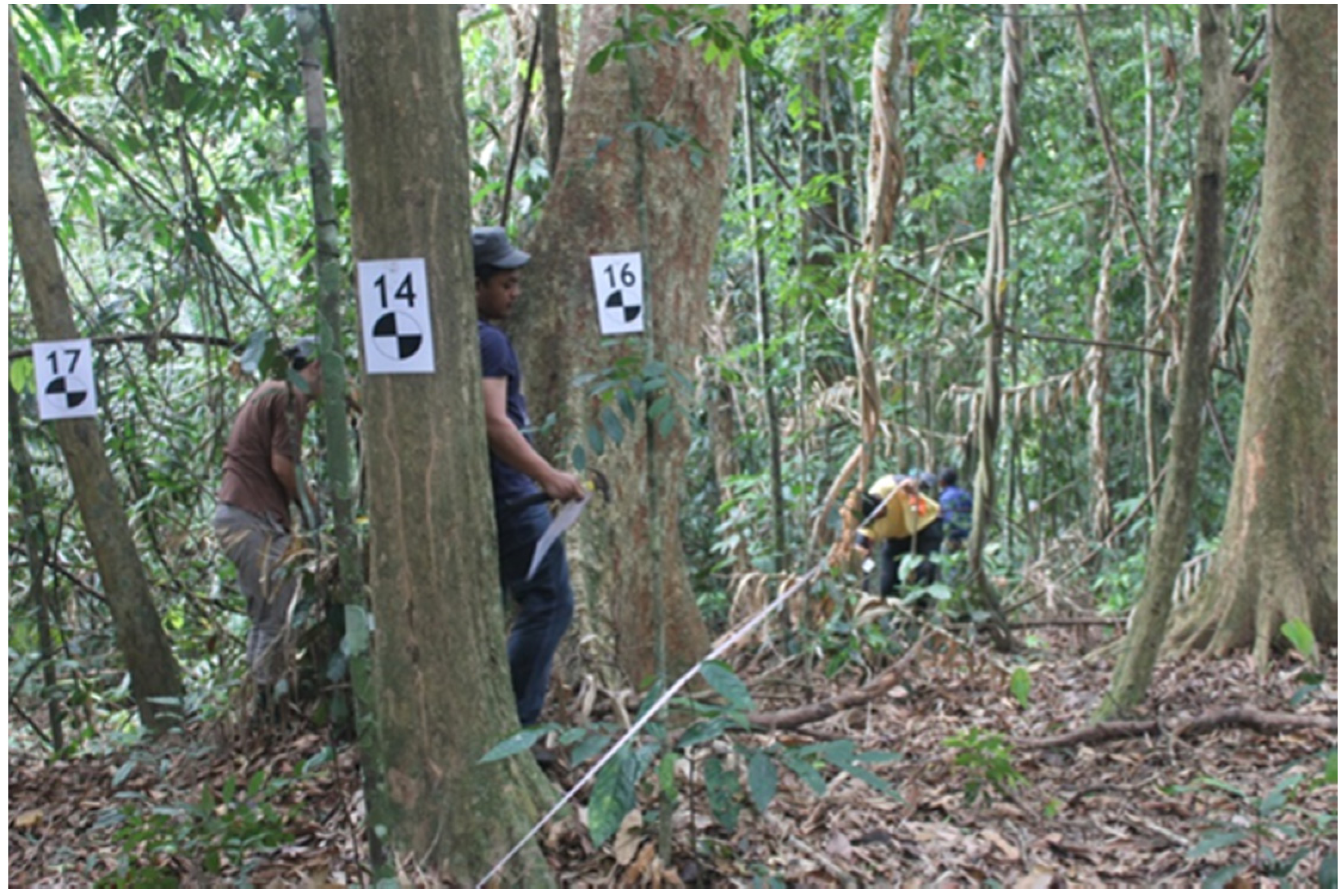 Forests 08 00086 g003 550