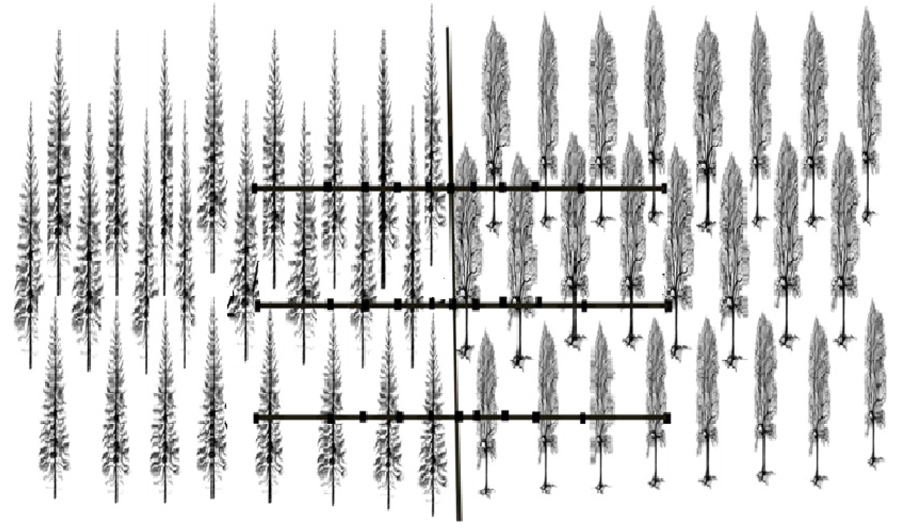 Forests 08 00095 g001 550
