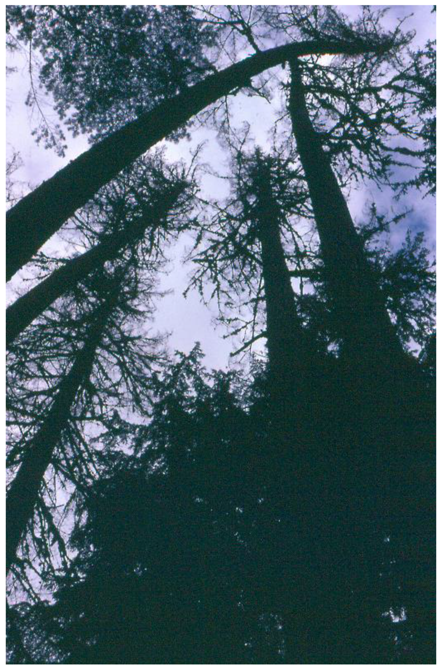 Forests 08 00097 g003 550