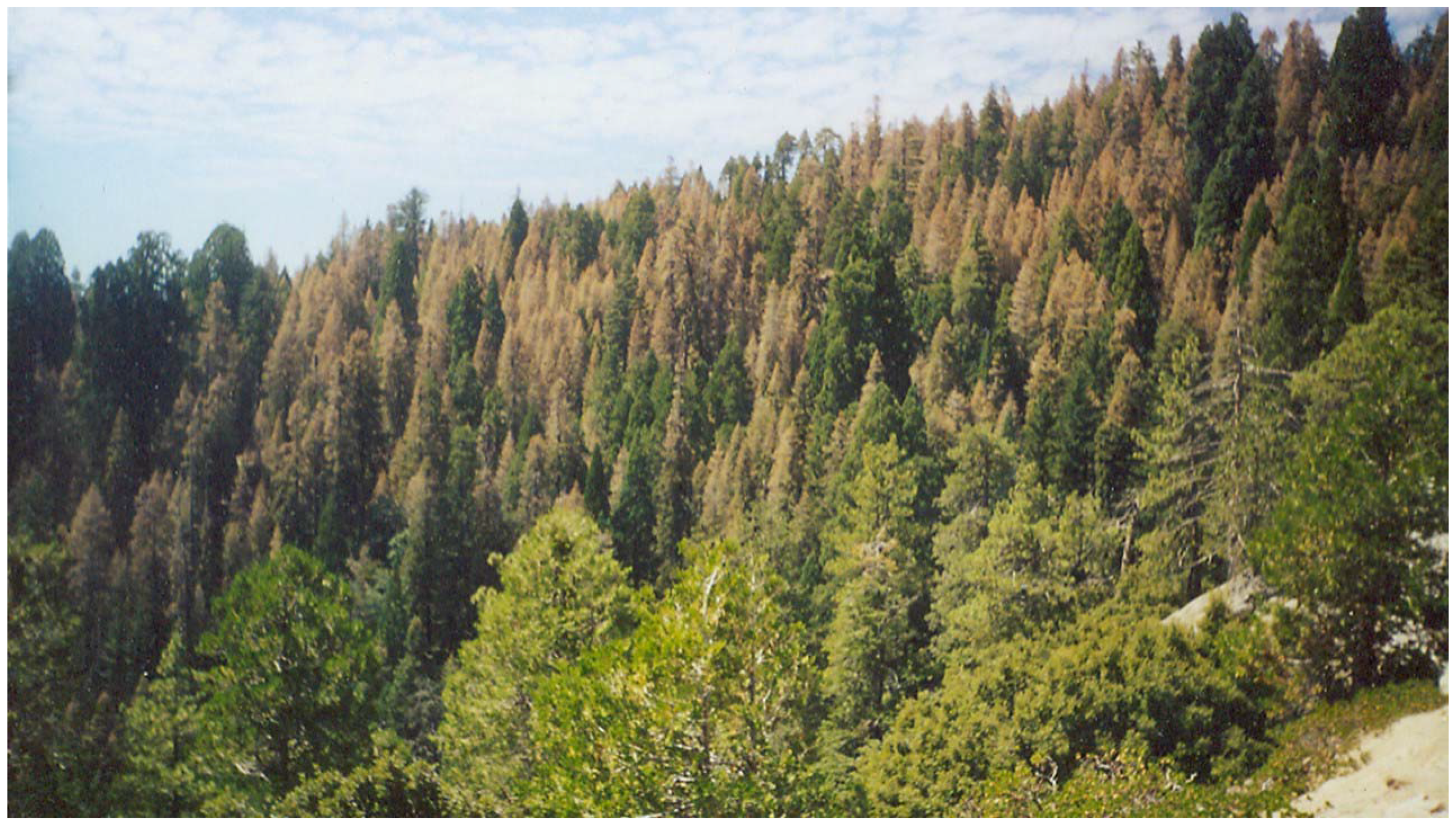 Forests 08 00097 g005 550