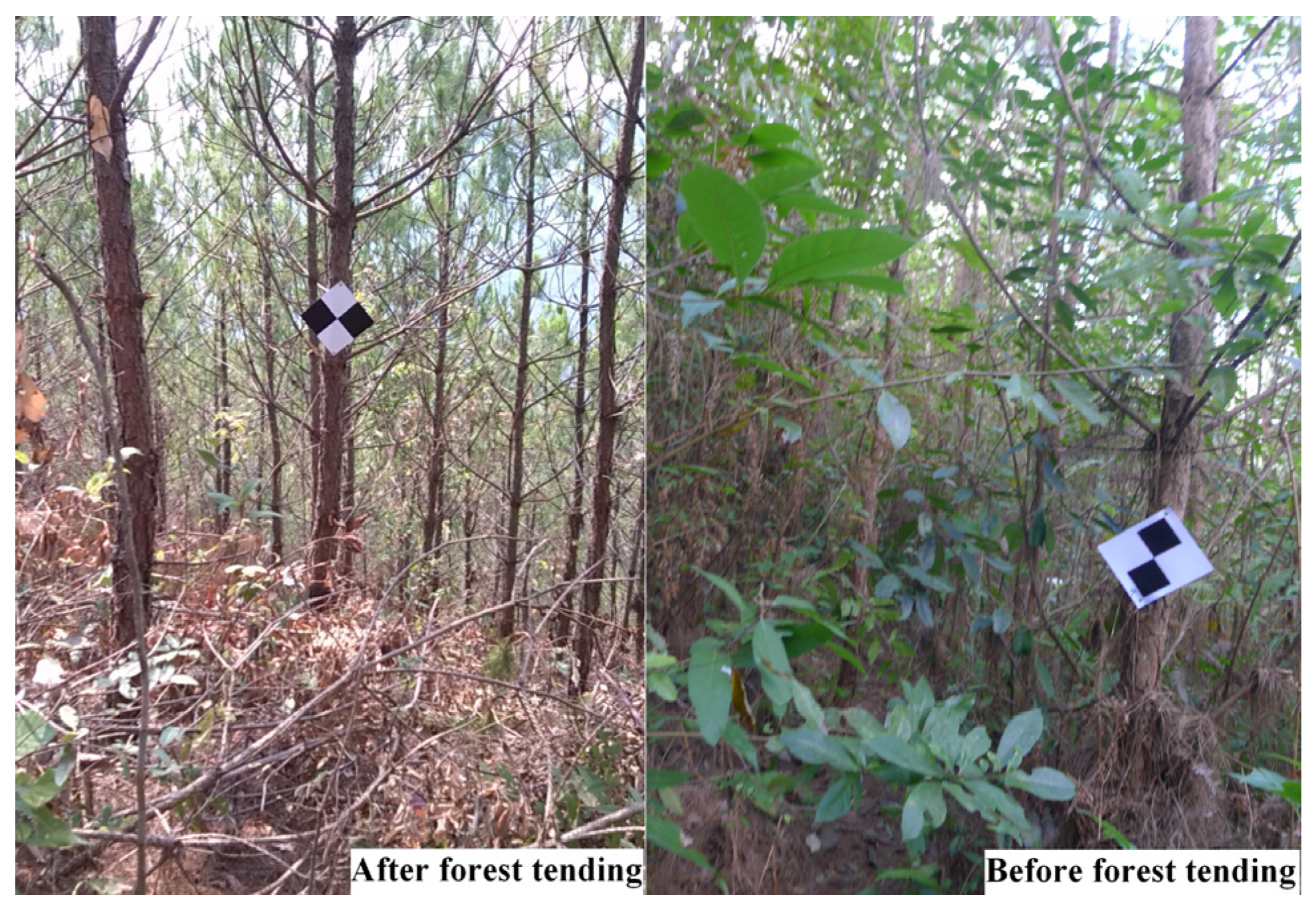 Forests 08 00111 g002 550