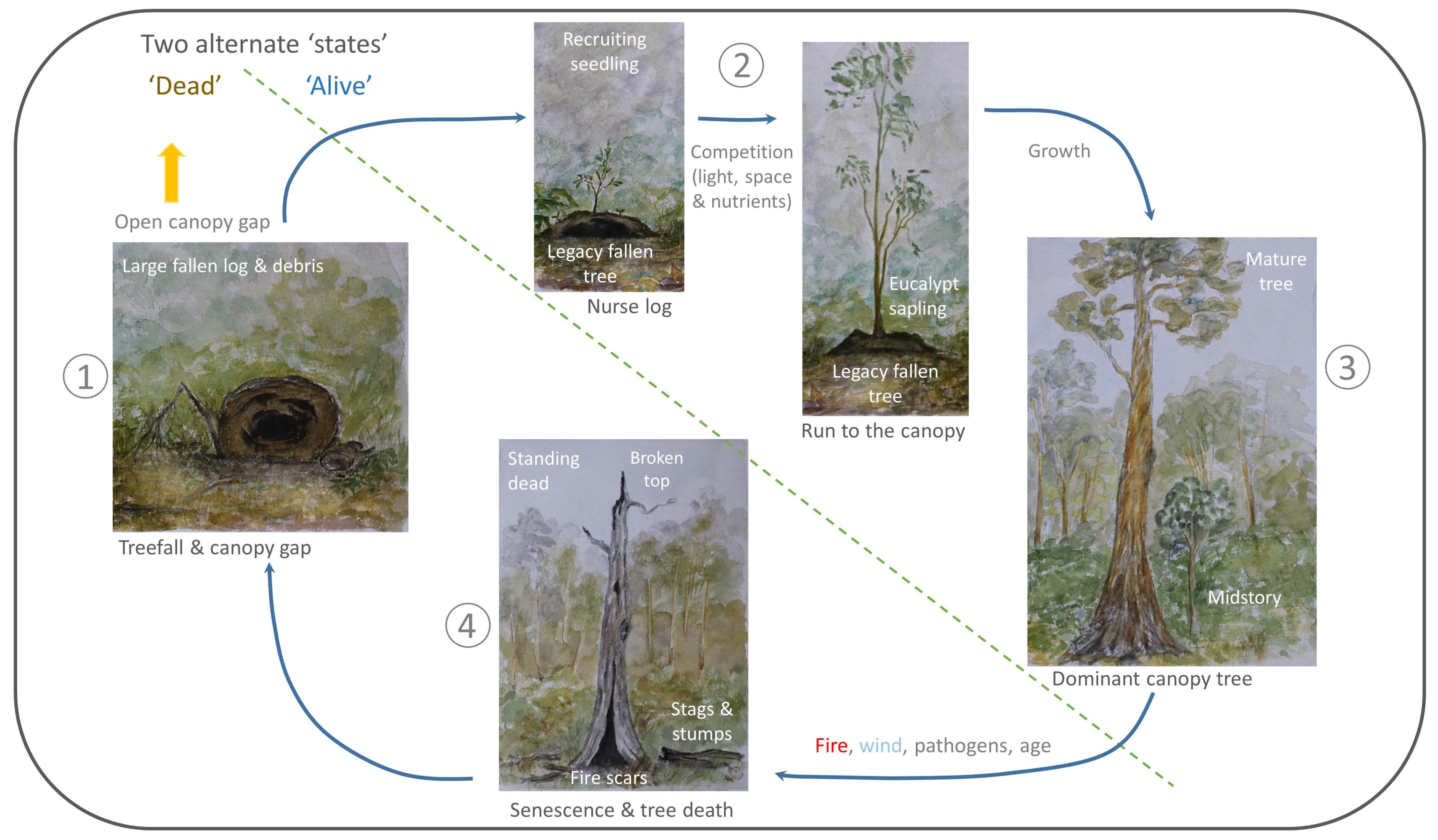 Forests 08 00123 g003 550