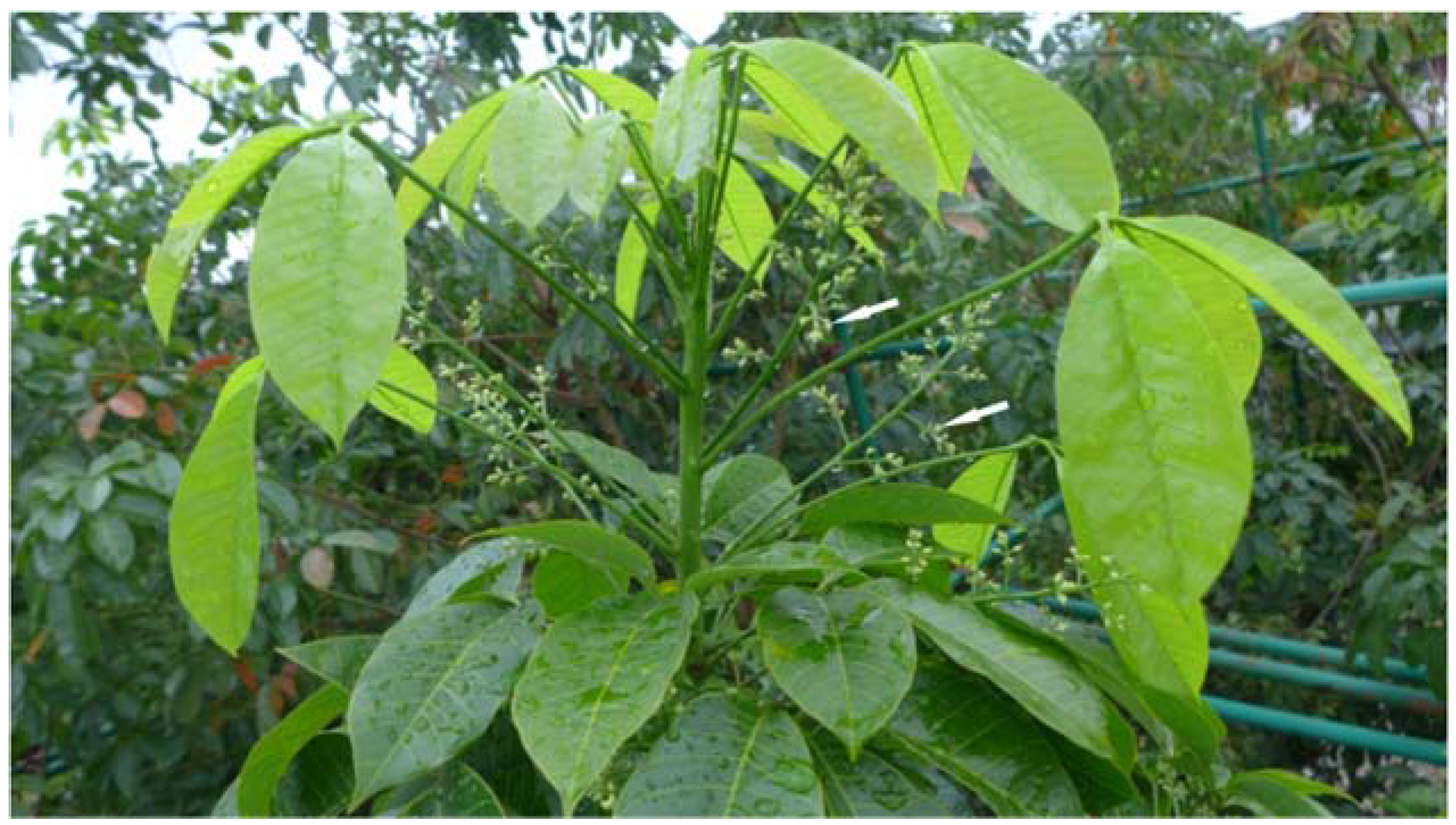 Forests 08 00152 g001