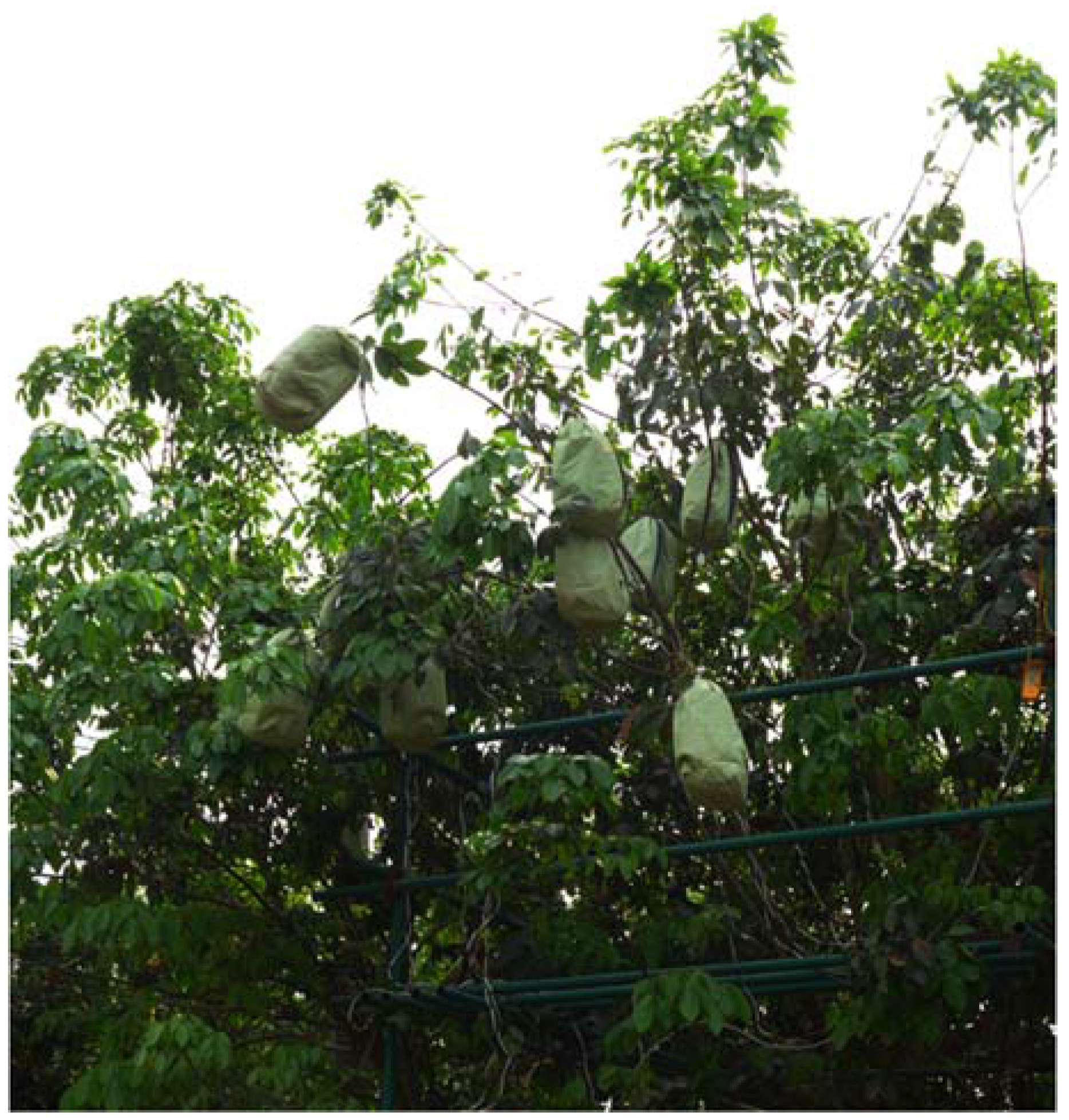 Forests 08 00152 g003