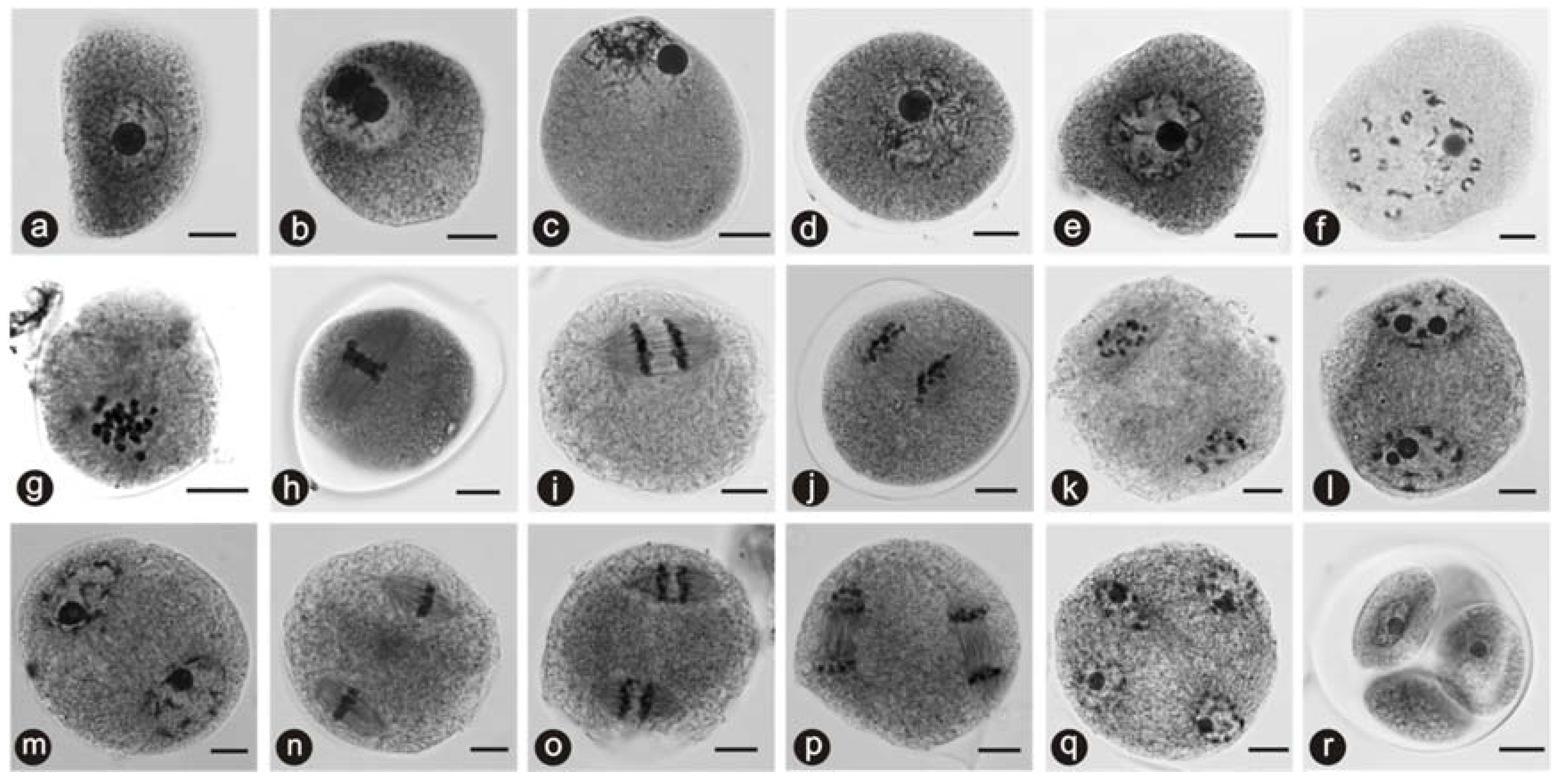 Forests 08 00152 g004