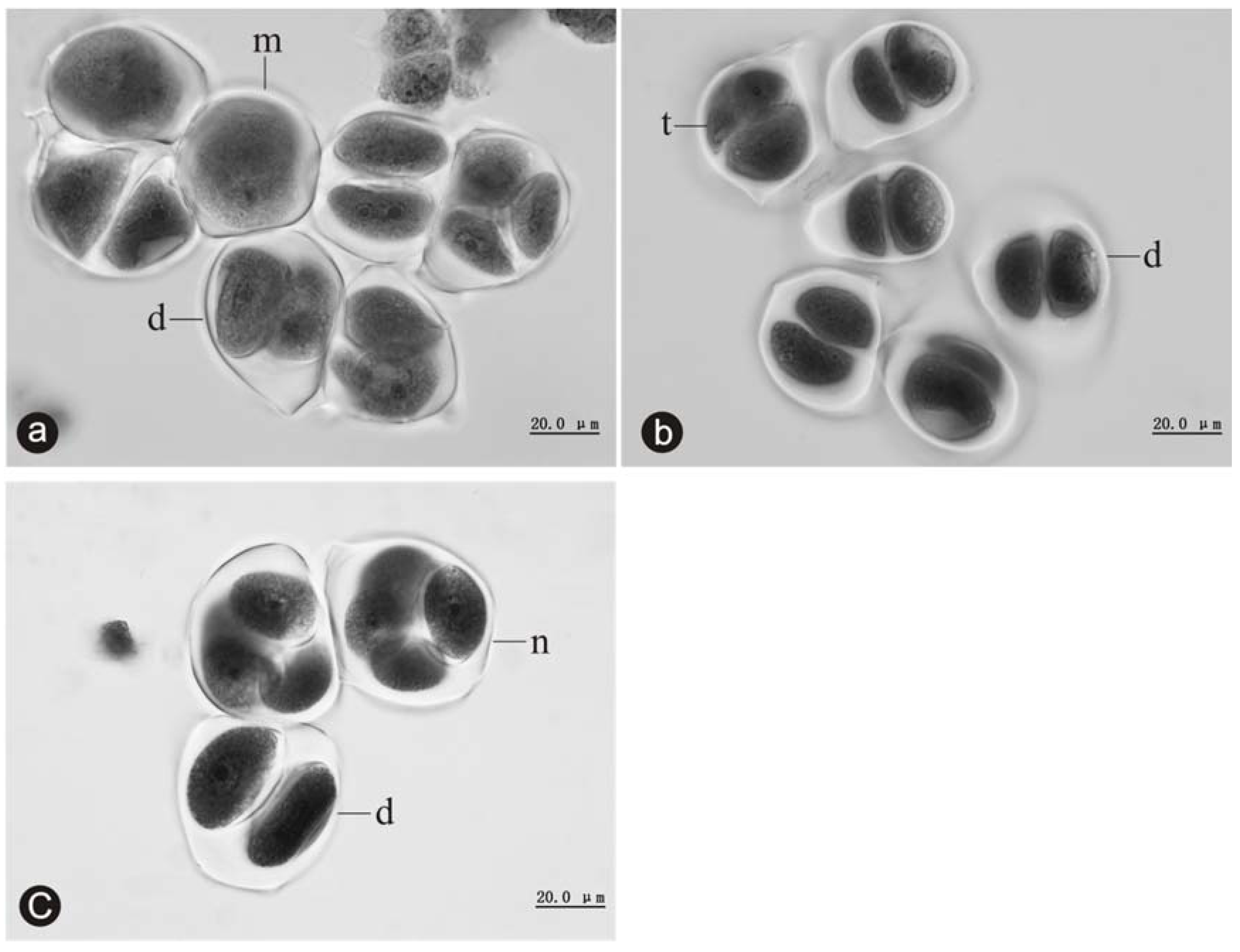Forests 08 00152 g006